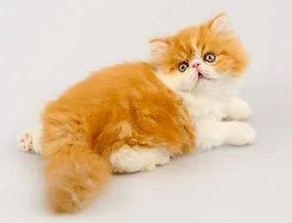エキゾチックロングヘアの魅力5選｜ラブちん