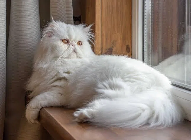 エキゾチックロングヘアの魅力5選｜ラブちん