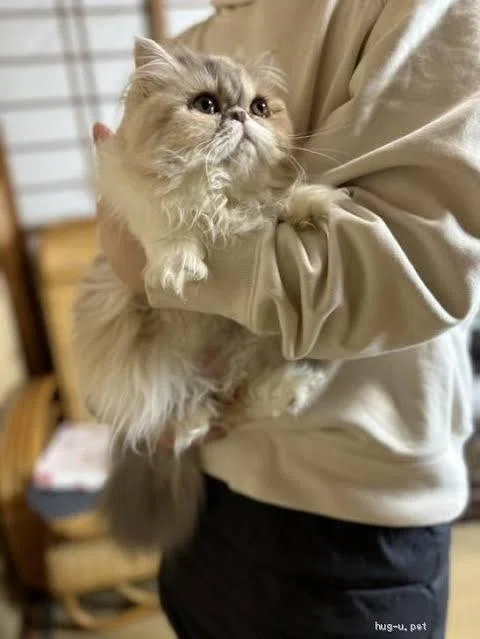 エキゾチックロングヘアの魅力5選｜ラブちん