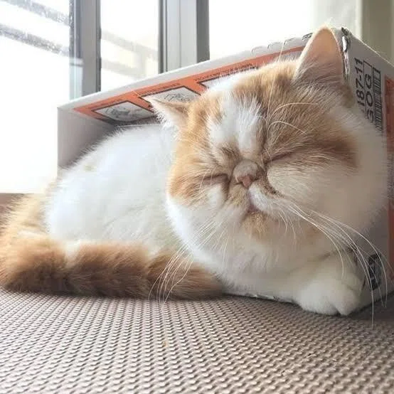 エキゾチックロングヘアの魅力5選｜ラブちん