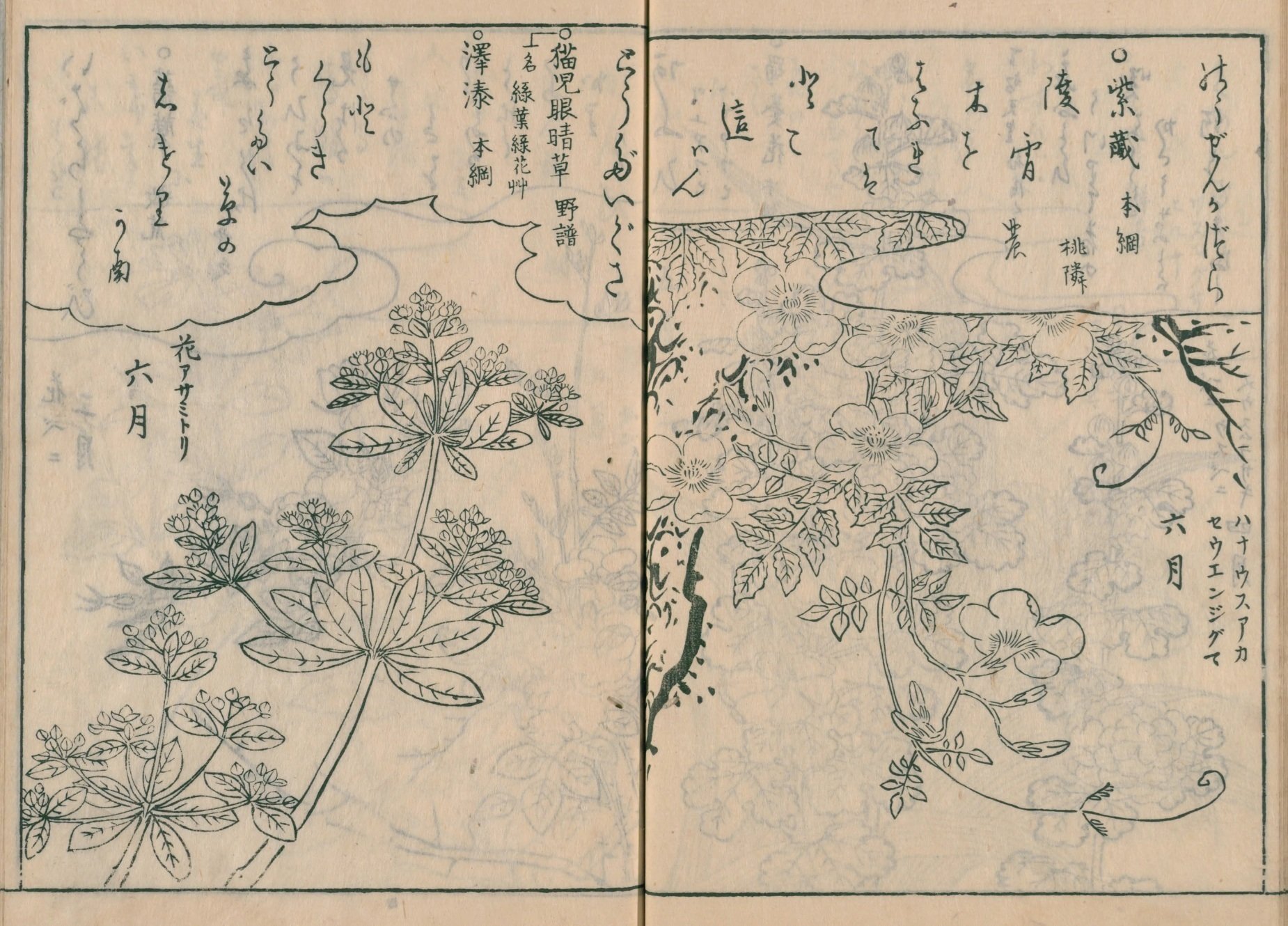 越智東豫/水仙福寿草之図/春の花図/掛軸/名家伝来/AD-166 越智東豫/水仙福寿草之図/春の花図/掛軸/名家伝来/AD-166