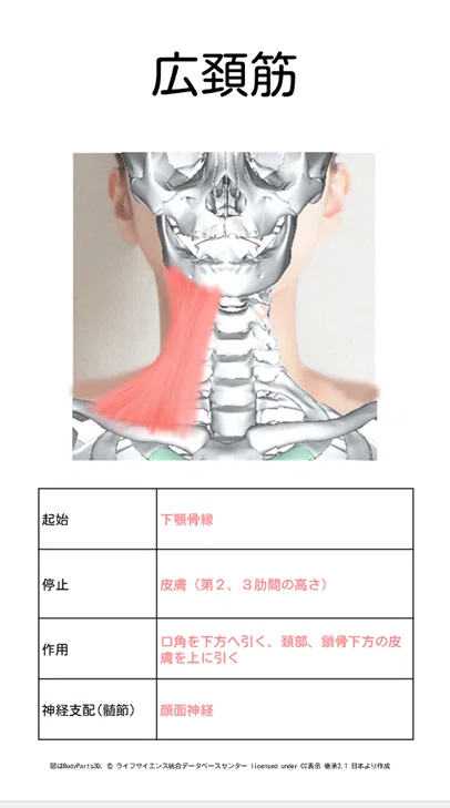 筋肉カード➀頭頚部・体幹｜第62回理学療法士国家試験対策 第62回作業