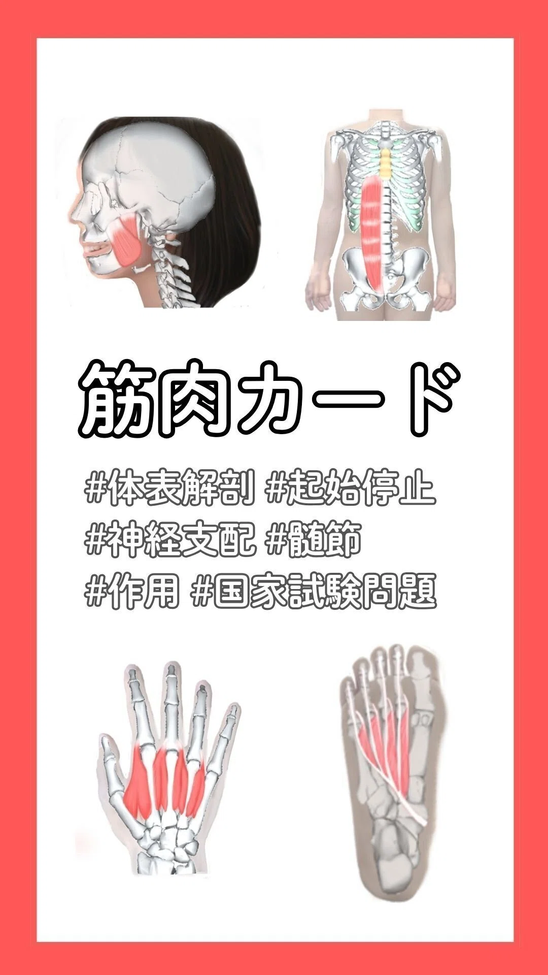 美品】人体の骨格筋 上肢 書き込みなし 解剖学 医学 理学療法士 作業