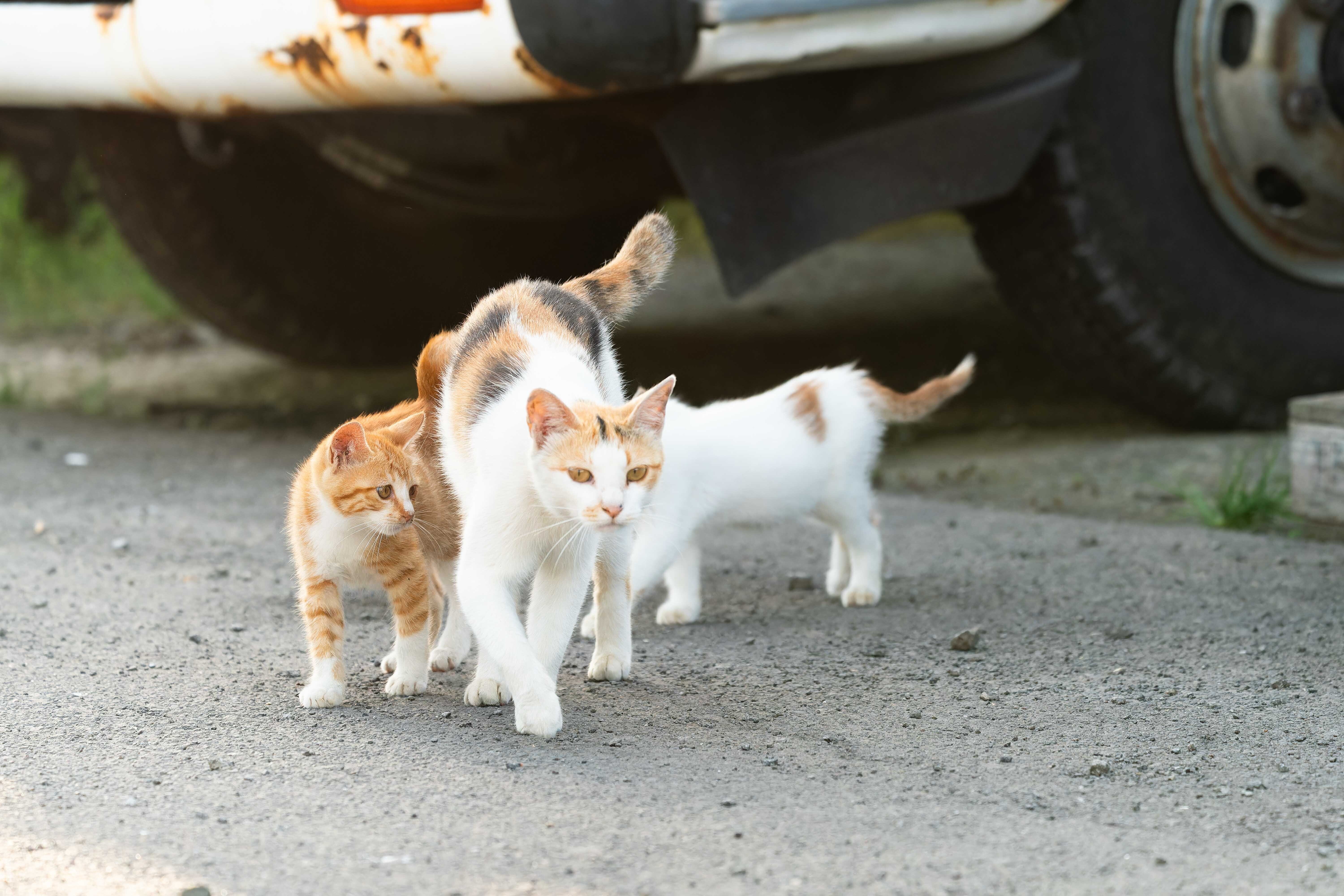 旅するカメラ 愛しの猫達 SONY a9 SONY AX700 北海道 note 初心者