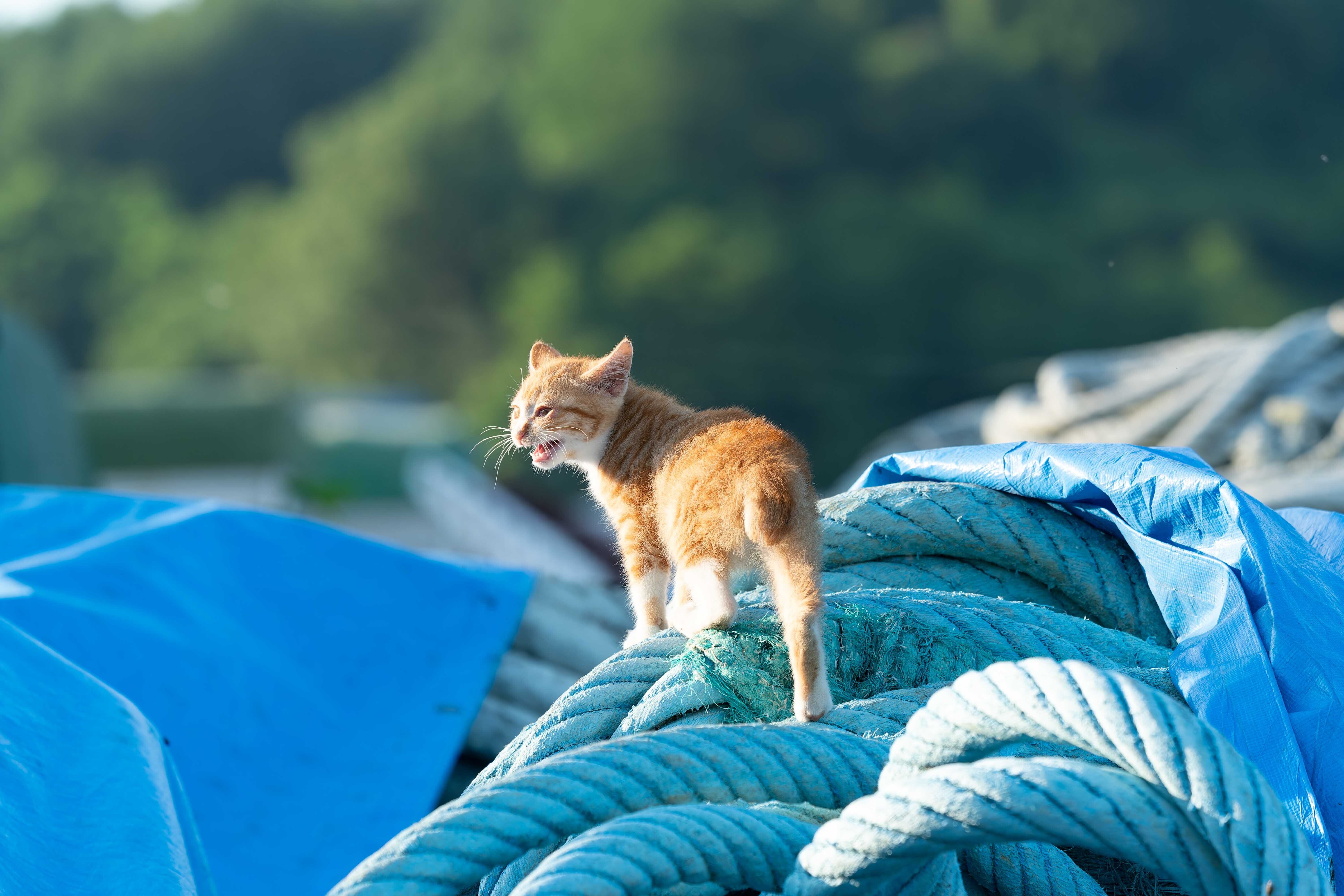 旅するカメラ 愛しの猫達 SONY a9 SONY AX700 北海道 note 初心者
