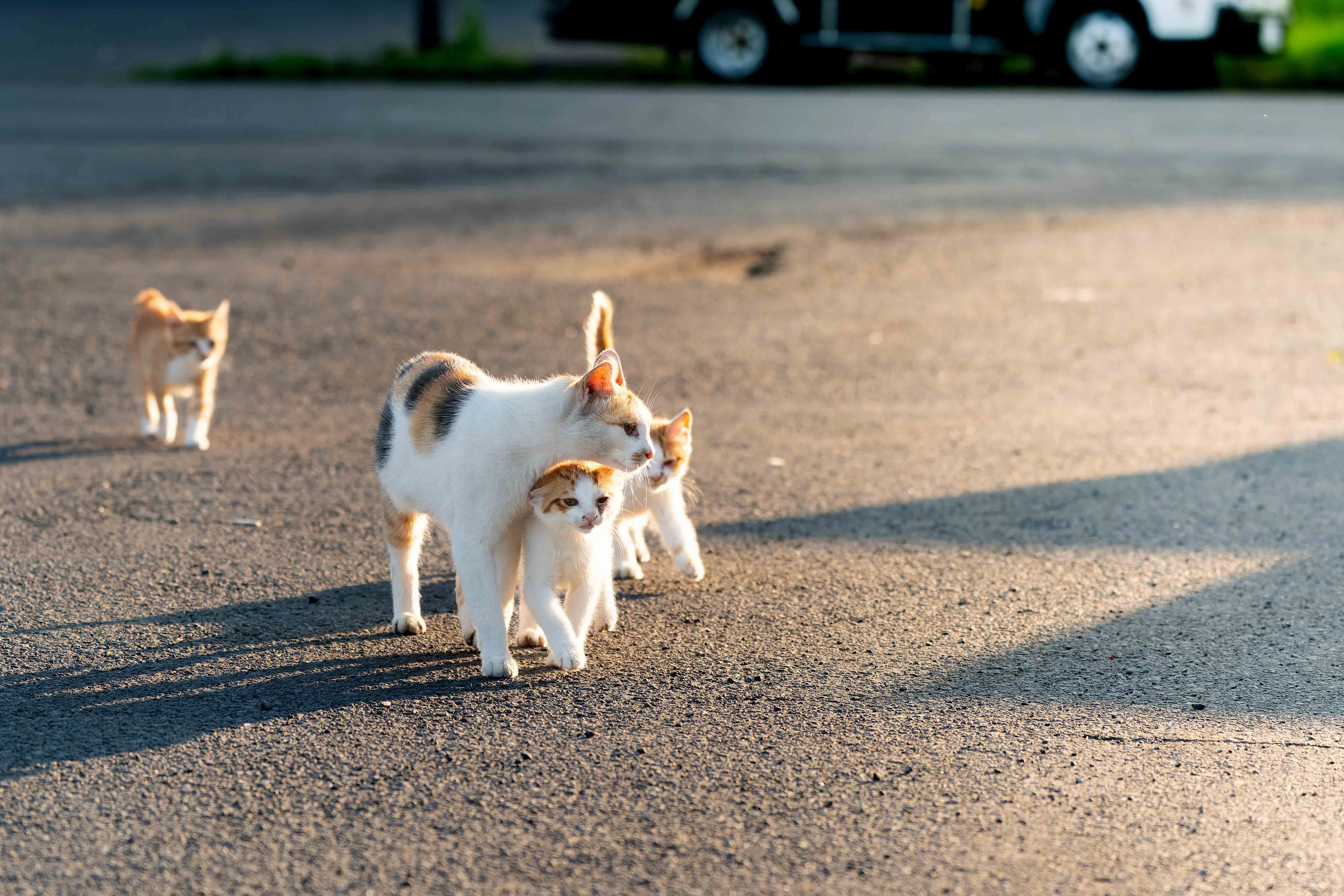 旅するカメラ 愛しの猫達 SONY a9 SONY AX700 北海道 note 初心者