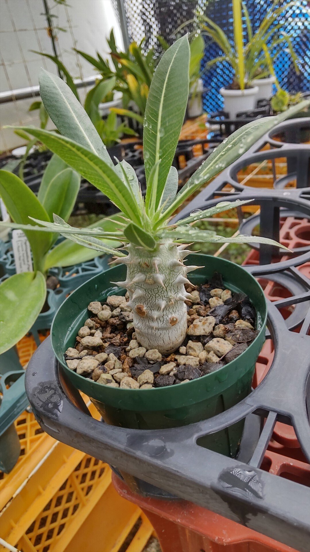 パキポディウム（グラキリス×ホロンベンセ）の成長日誌2 2025年2/18