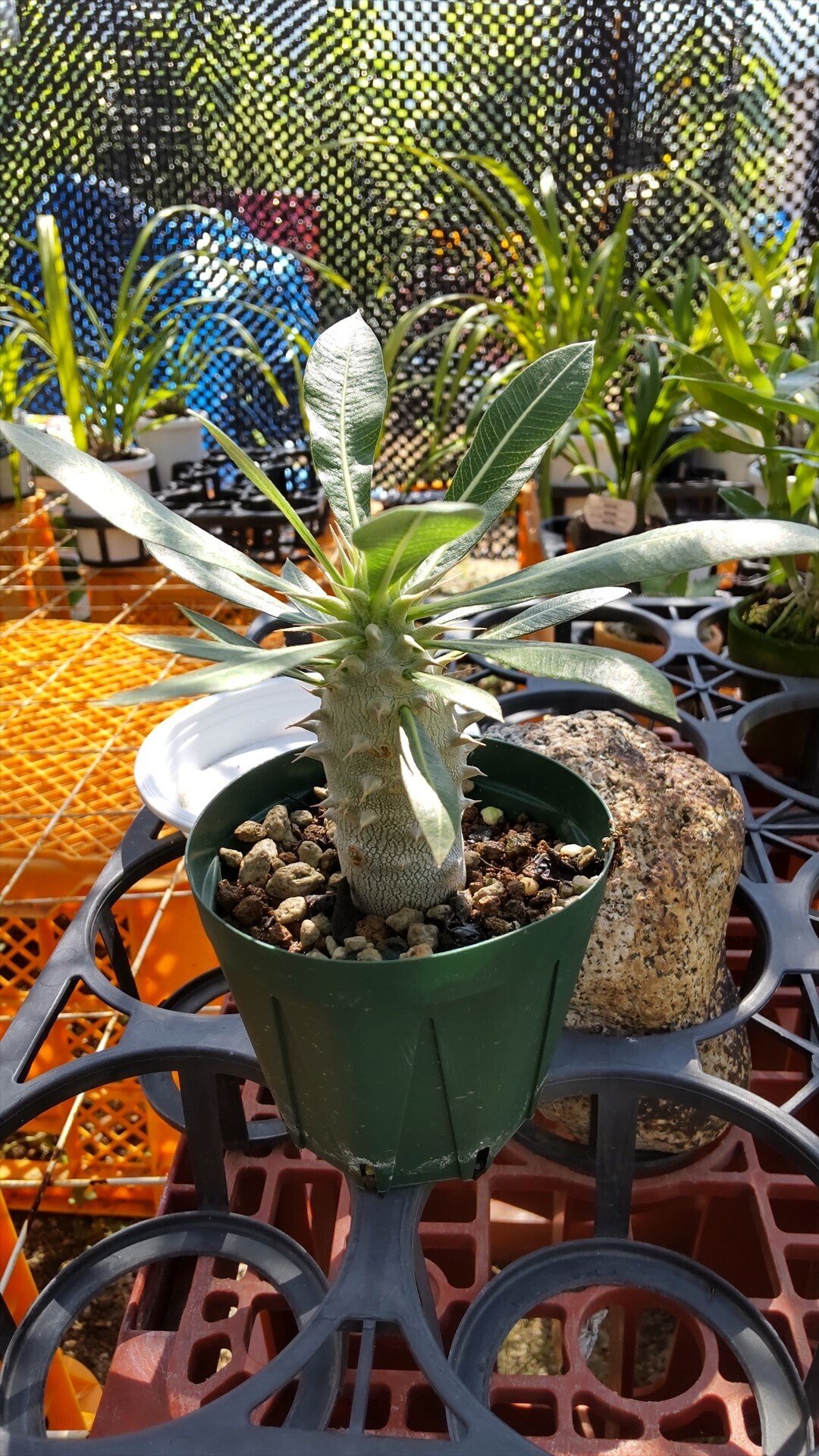 25.パキポディウム グラキリス パキポディウム グラキリス No.213 | misomaru_base