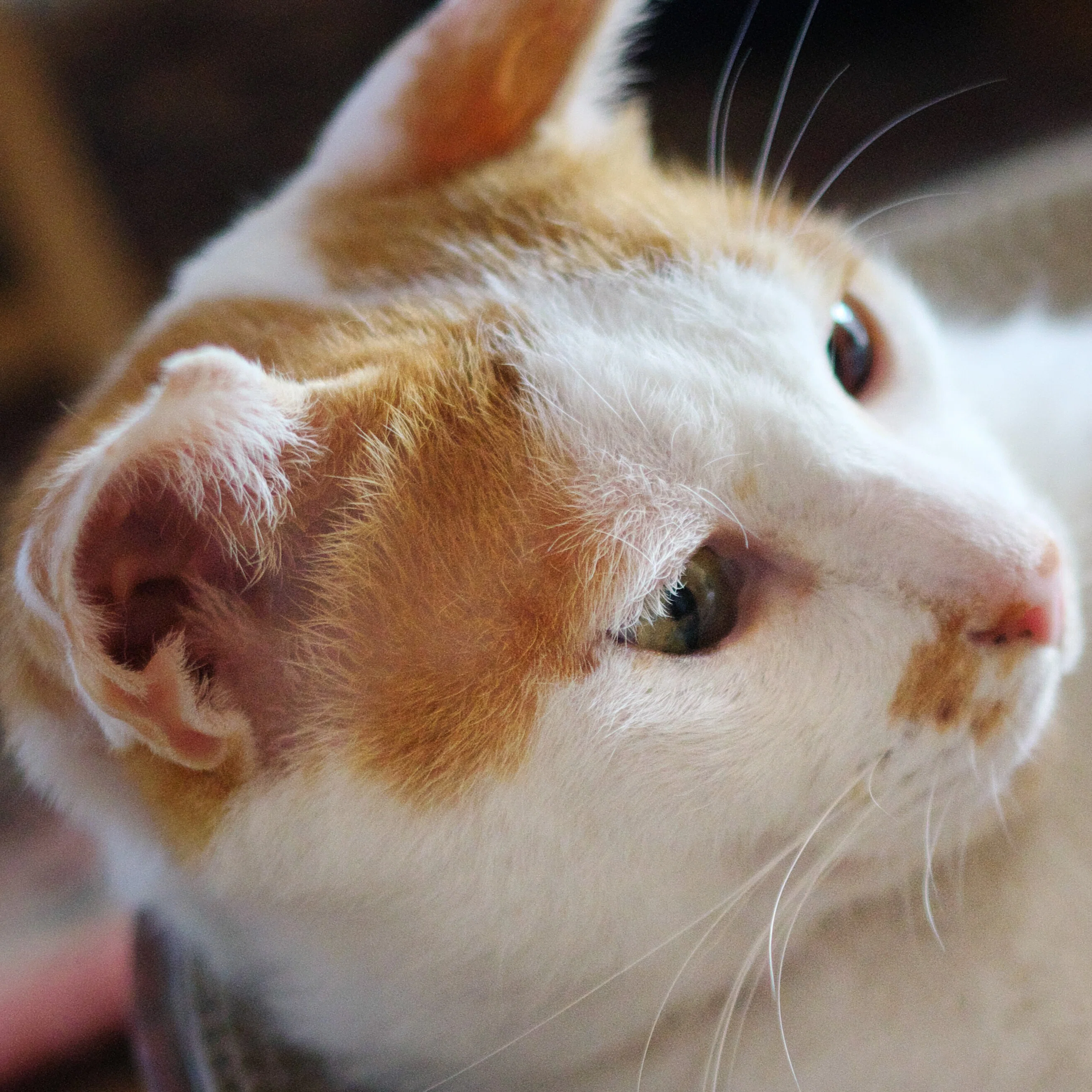 ピノ店長のアクセサリーアイラッシュ⭐2025.8.16保護猫カフェ通いの