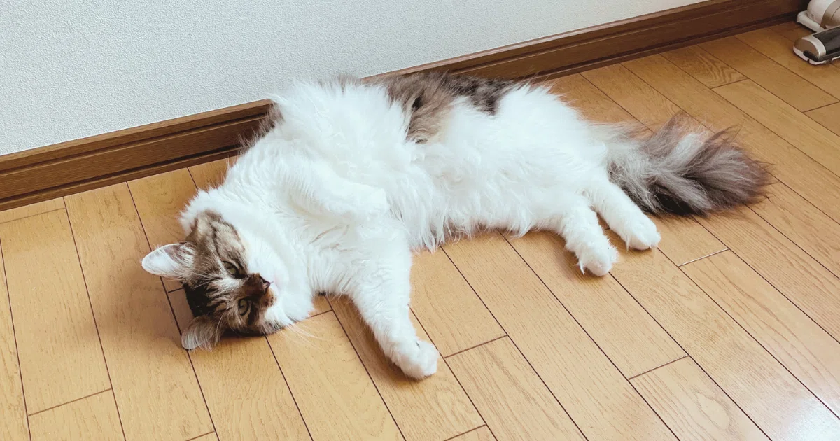 [For when your cat is home alone] 
