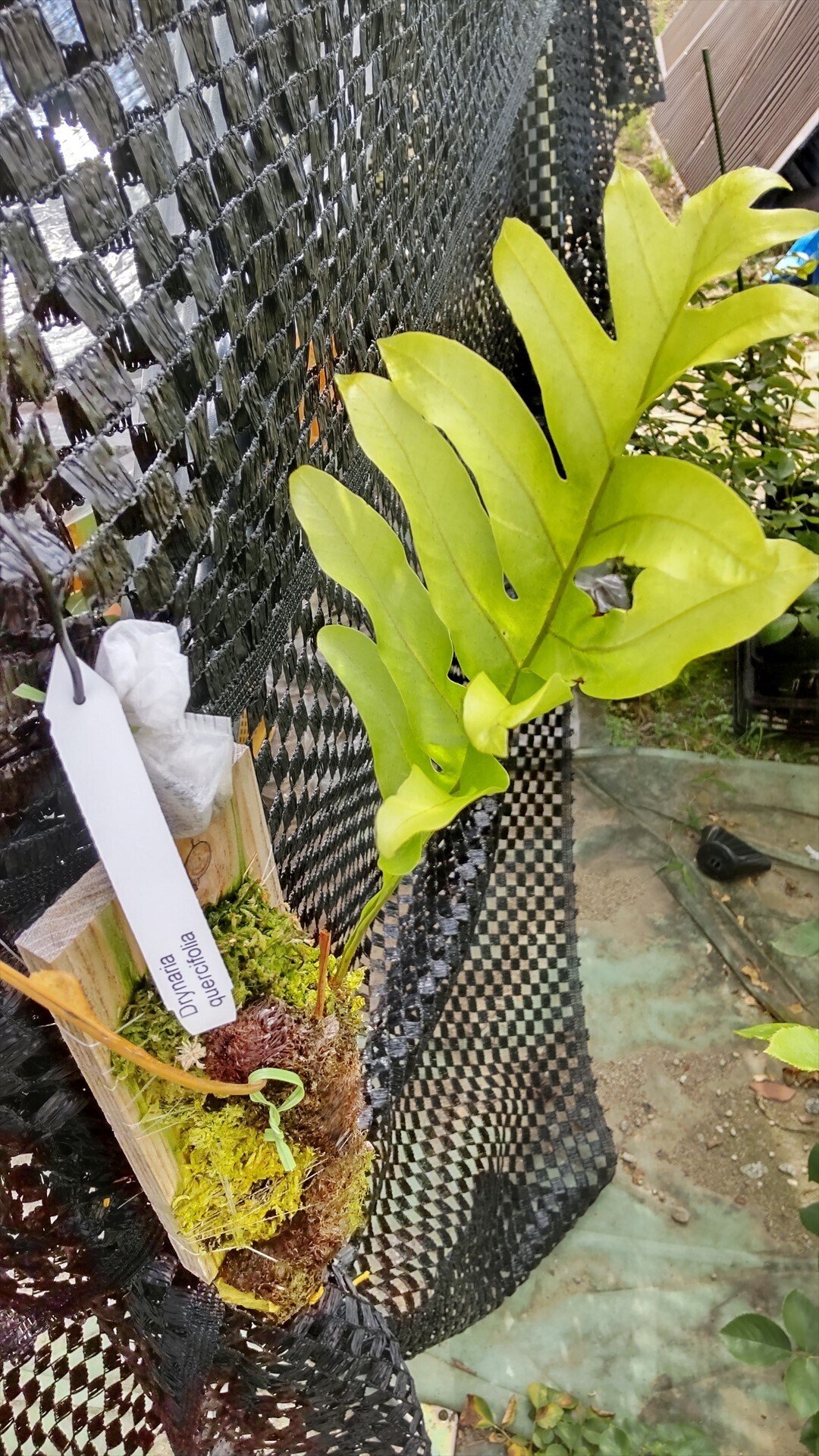 ドリナリア クエルシフォリアの成長日誌1 2025/2/8から8/17まで