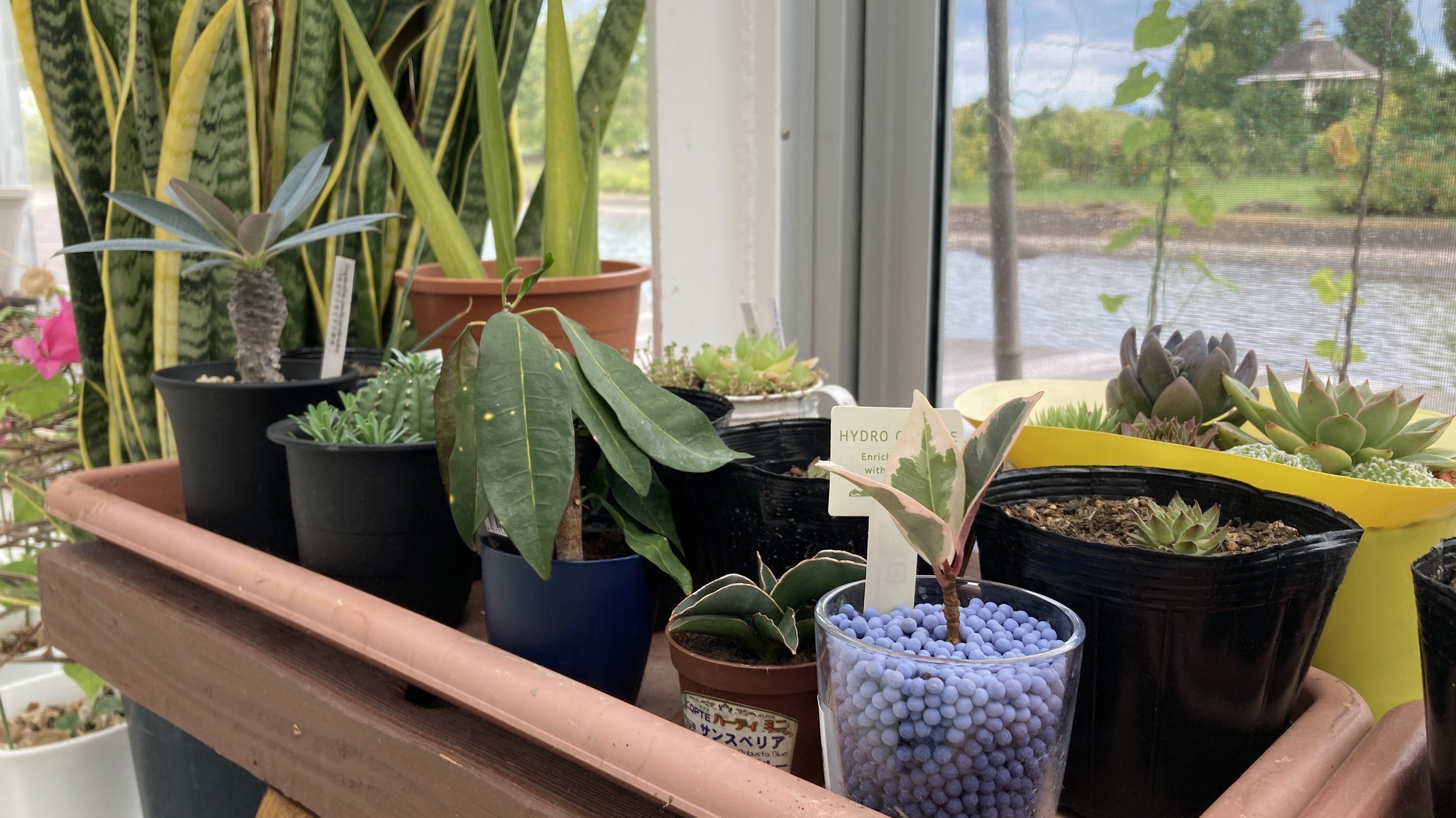 フィカス ティネケ——ホームセンターで出会った“一鉢の芸術品”（part1