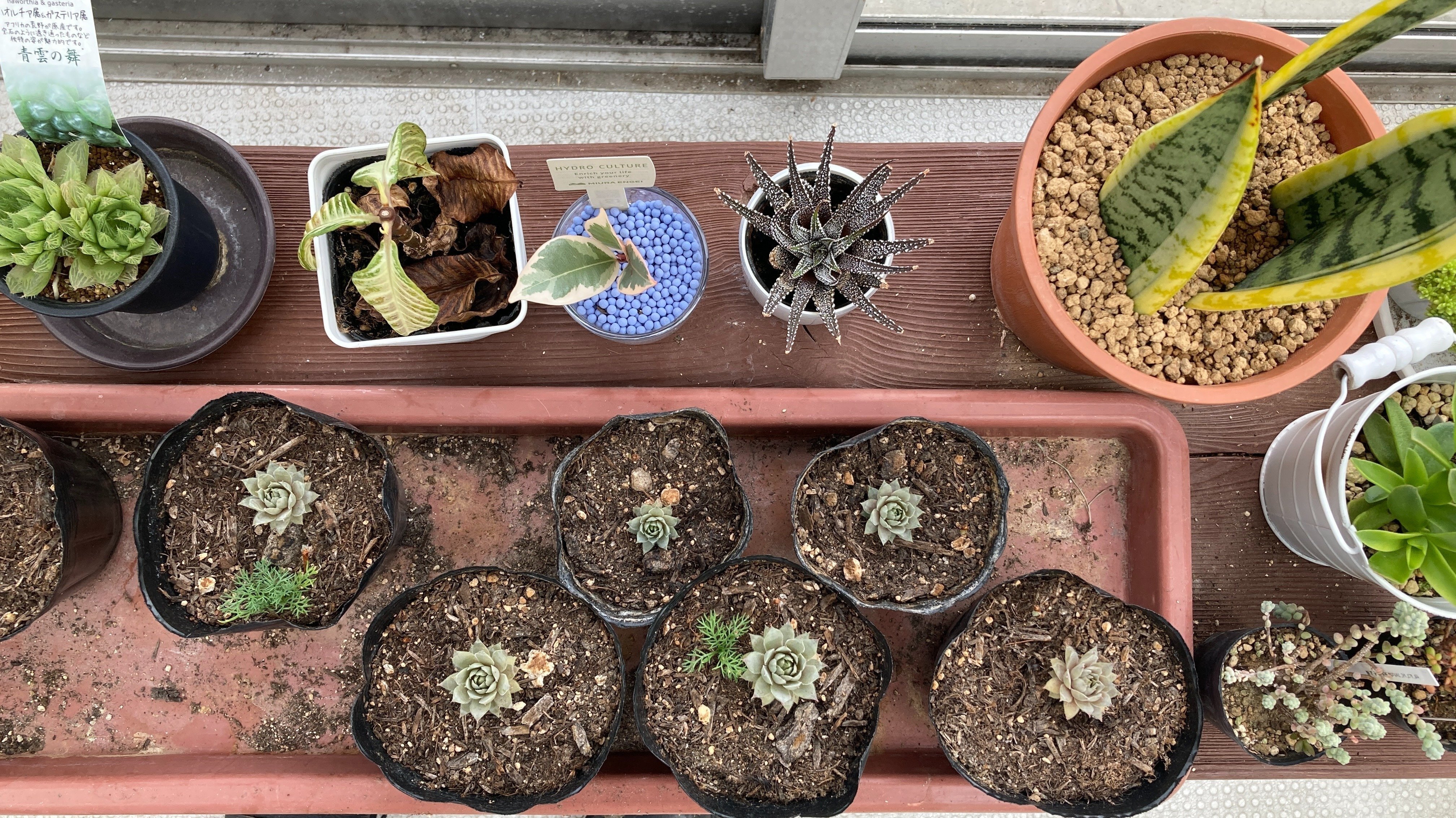 フィカス ティネケ——ホームセンターで出会った“一鉢の芸術品”（part1