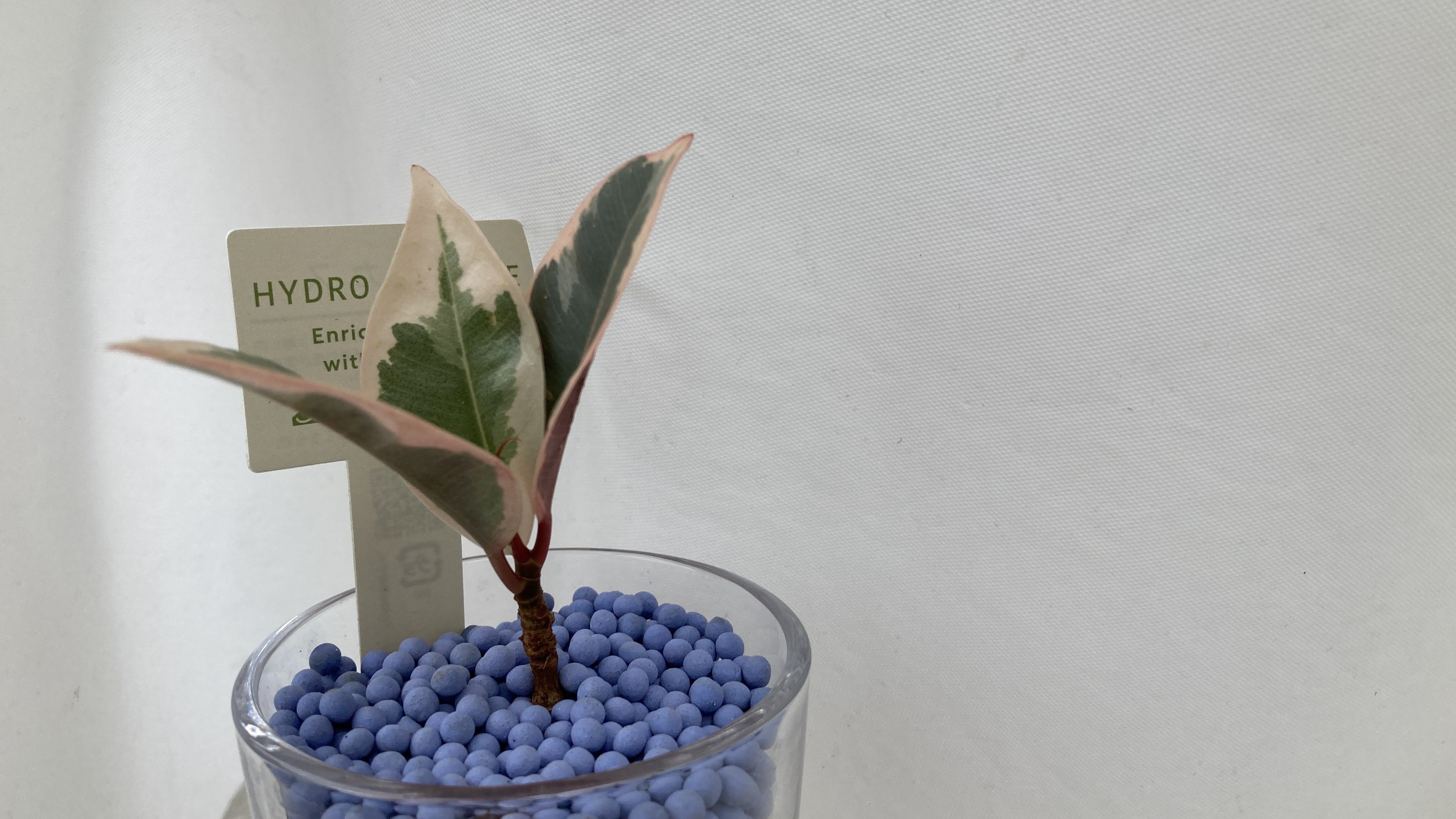 フィカス ティネケ——ホームセンターで出会った“一鉢の芸術品”（part1