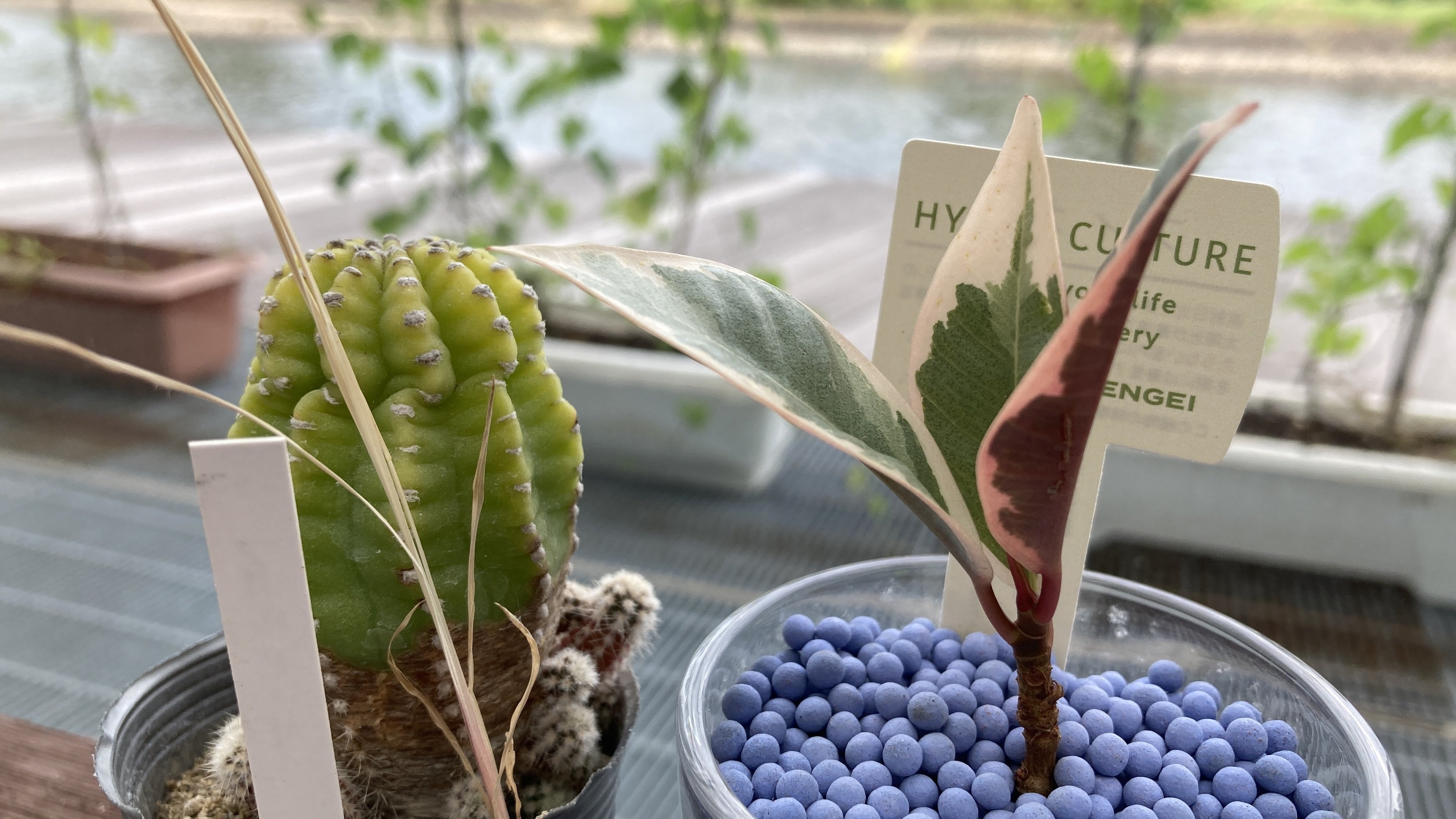 フィカス ティネケ——ホームセンターで出会った“一鉢の芸術品”（part1