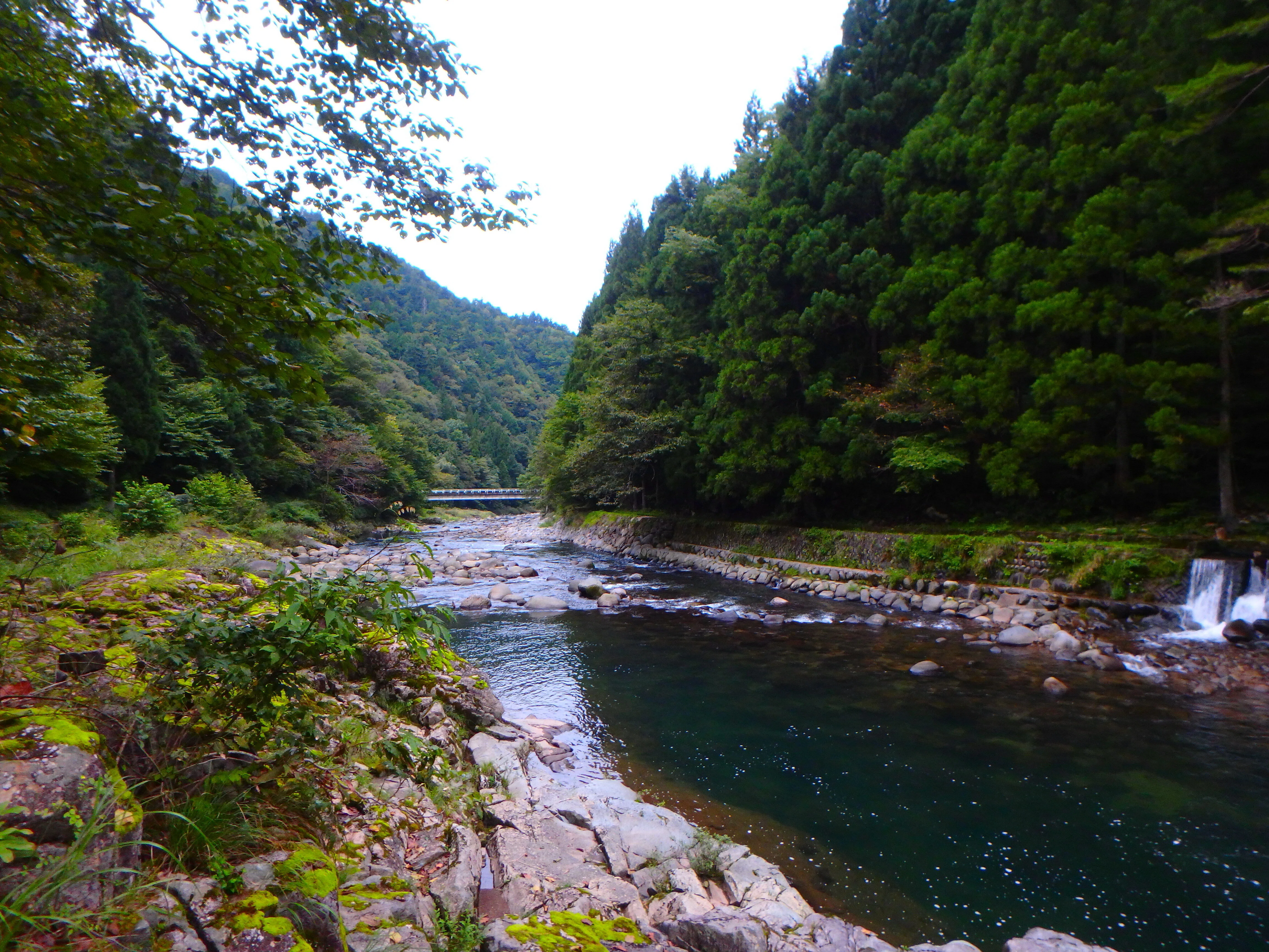 渓流 夏の水上の渓流 – FIELD DIARY