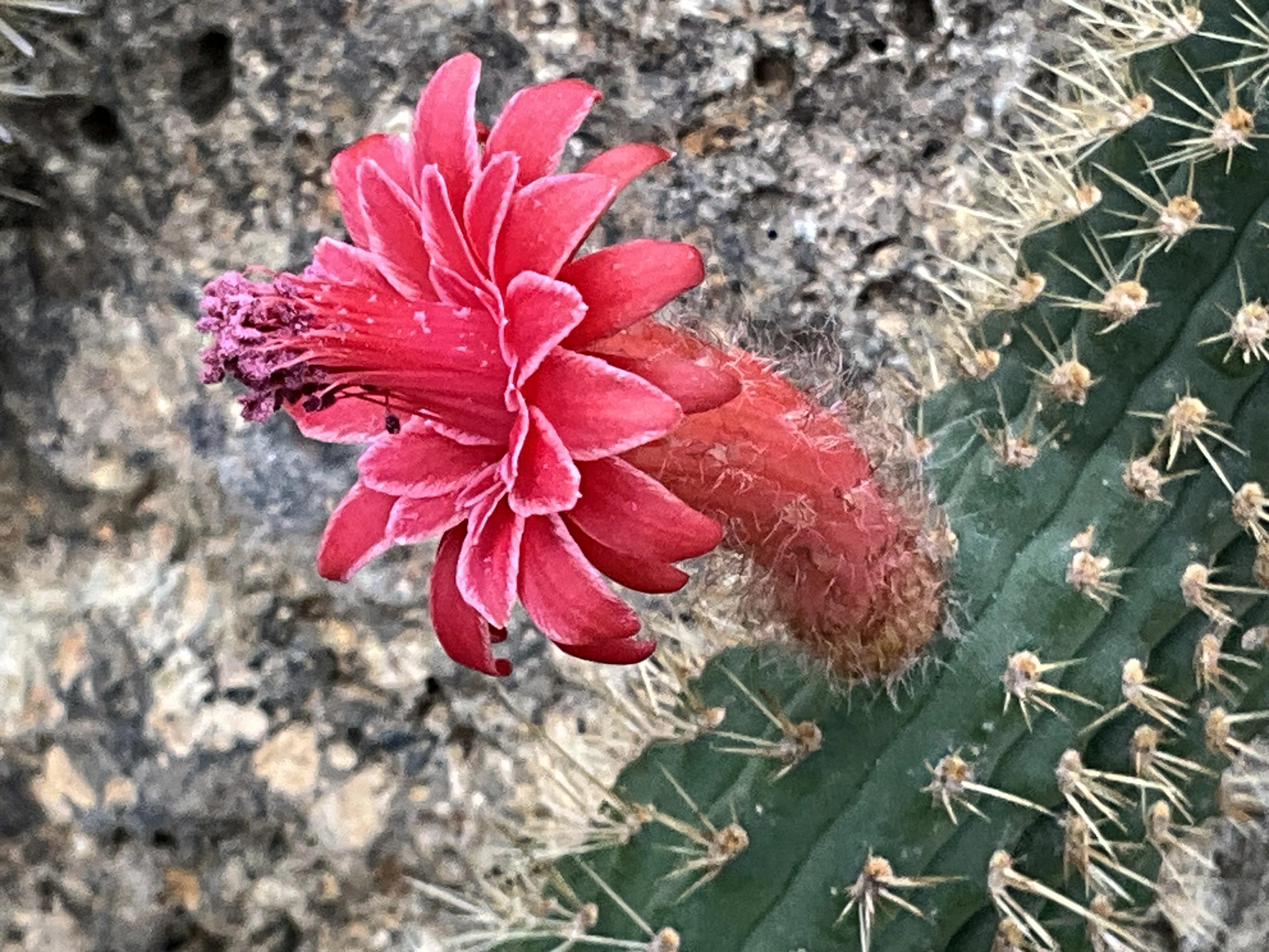 昼夜逆転室のサボテンの花（京都府立植物園）：2025年8月6日（水