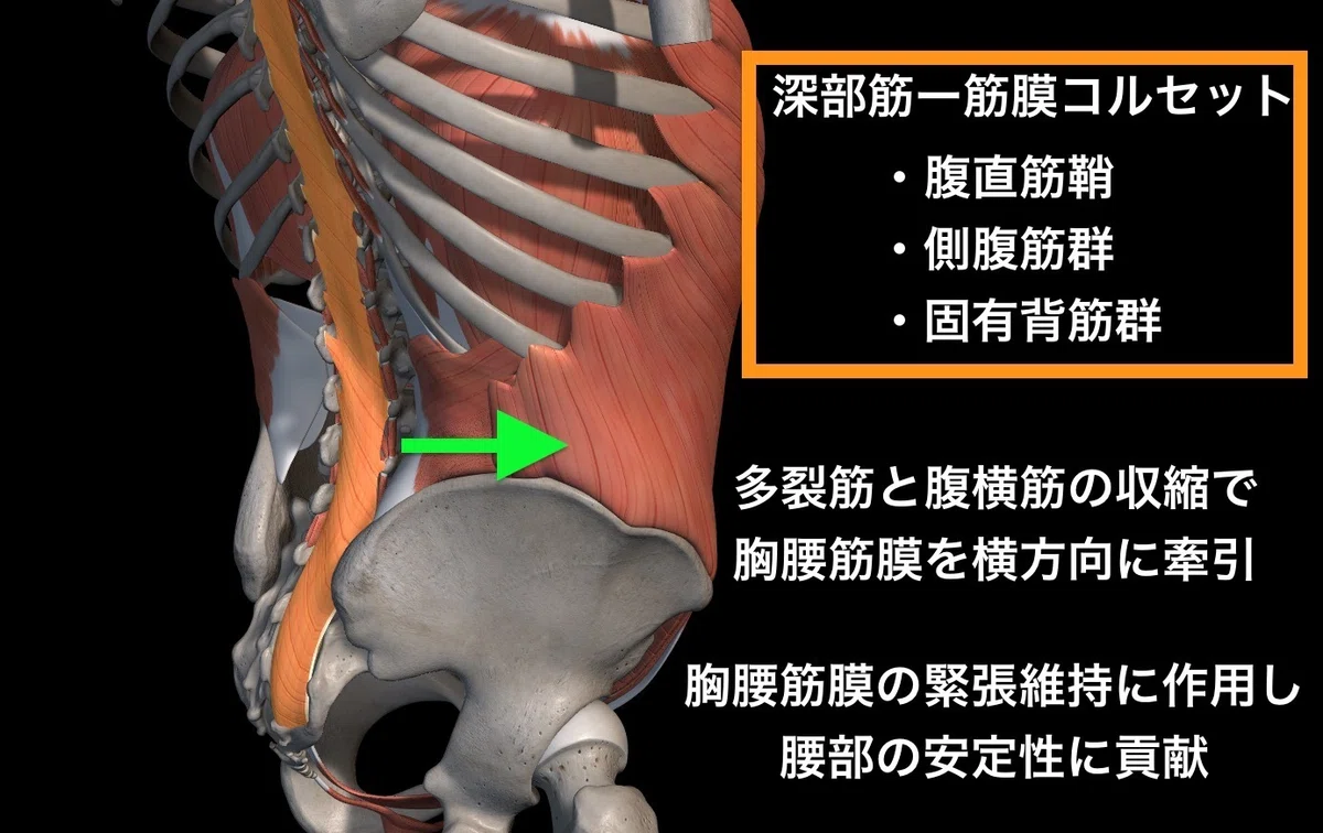 【多裂筋】腰痛を診るなら絶対に知っておくべき！多裂筋の構造と機能｜セラピストのための臨床辞典