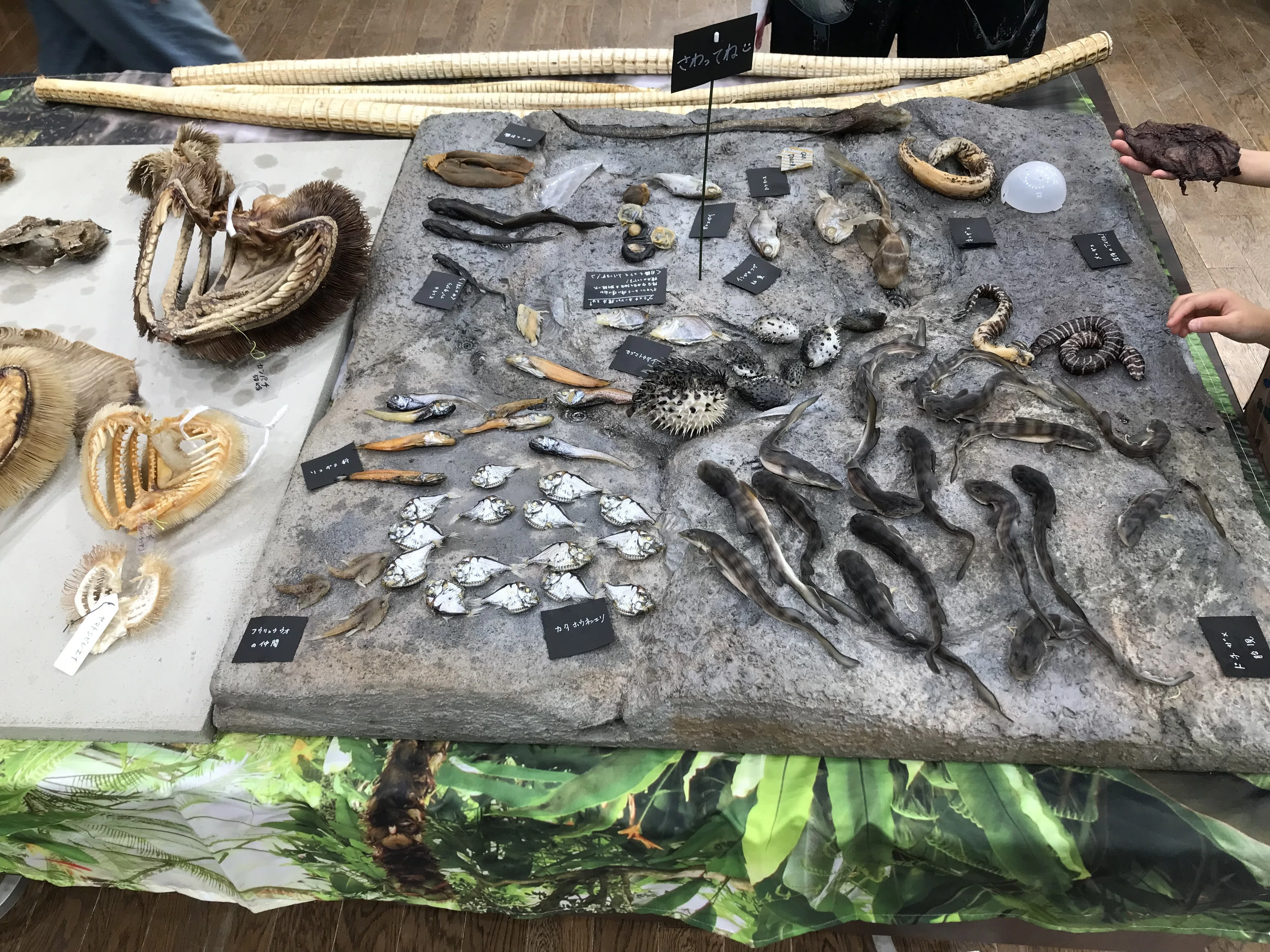 北アルプスの麓で「魚魚展」？大型魚や深海魚が目前に迫る圧巻の世界