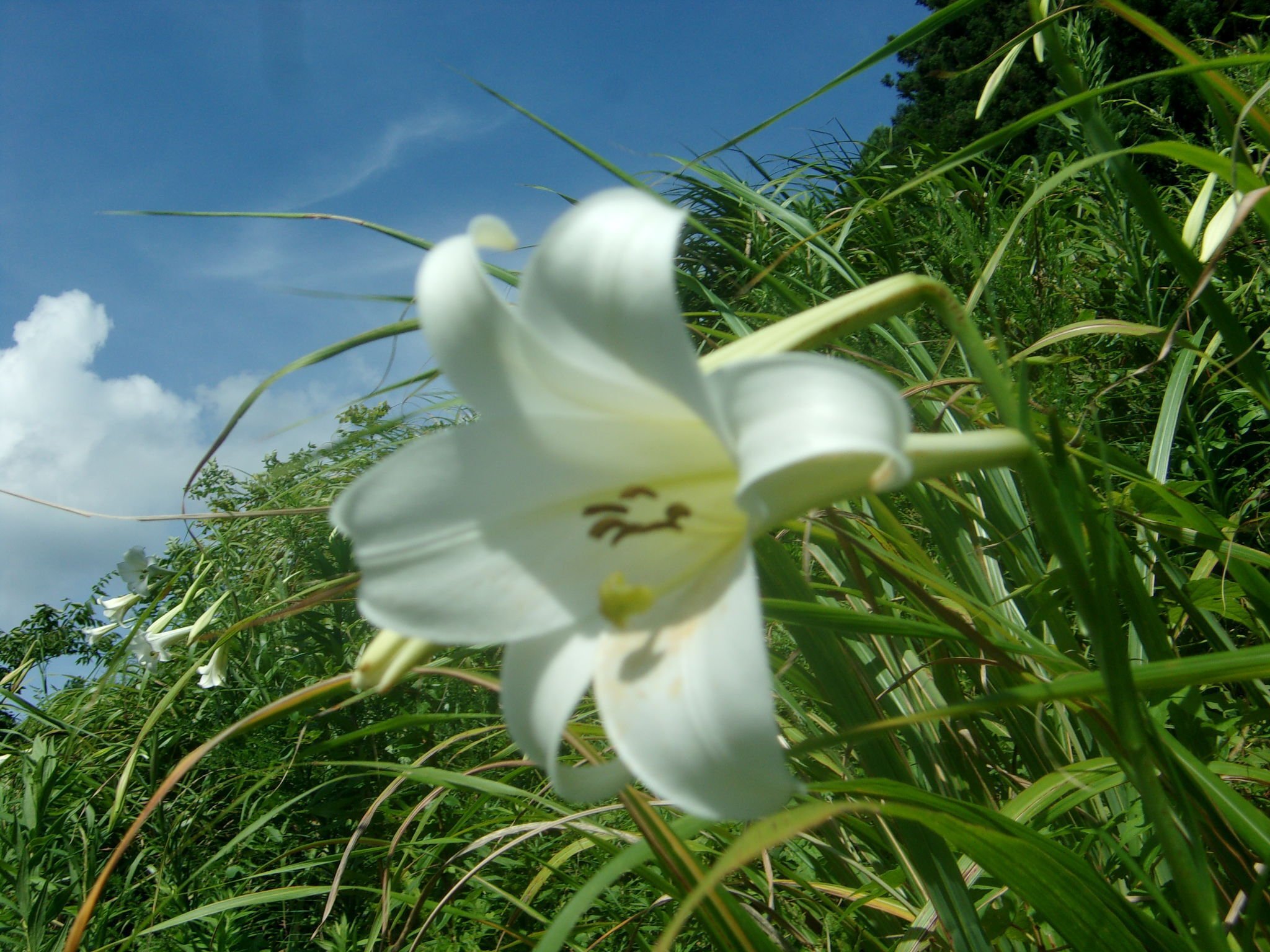タカサゴユリ（高砂百合） きれいなのですが‥‥かなり危ない花のよう