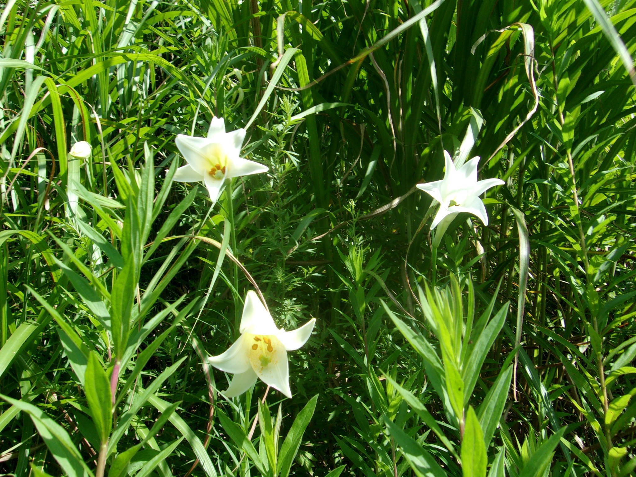 タカサゴユリ（高砂百合） きれいなのですが‥‥かなり危ない花のよう