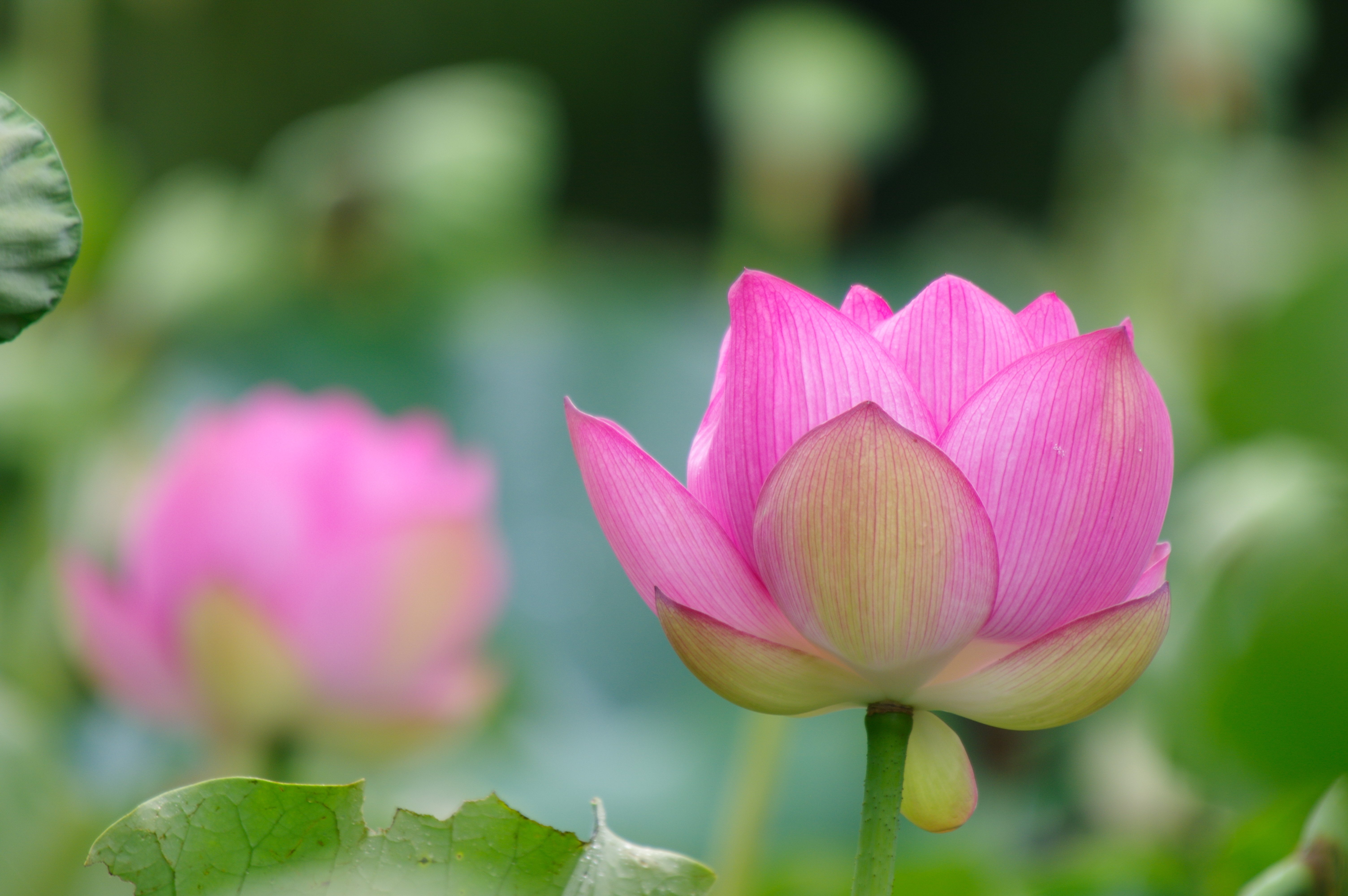 自然の風景 ハスの葉 先週の 悔しさ晴らす 蓮の花｜2020年夢中の旅