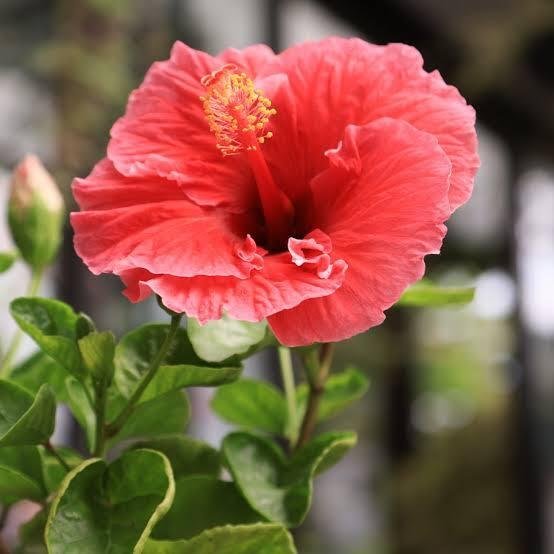 ハイビスカス盆栽 仏桑華 【楽天市場】ハイビスカス（サマーレッド