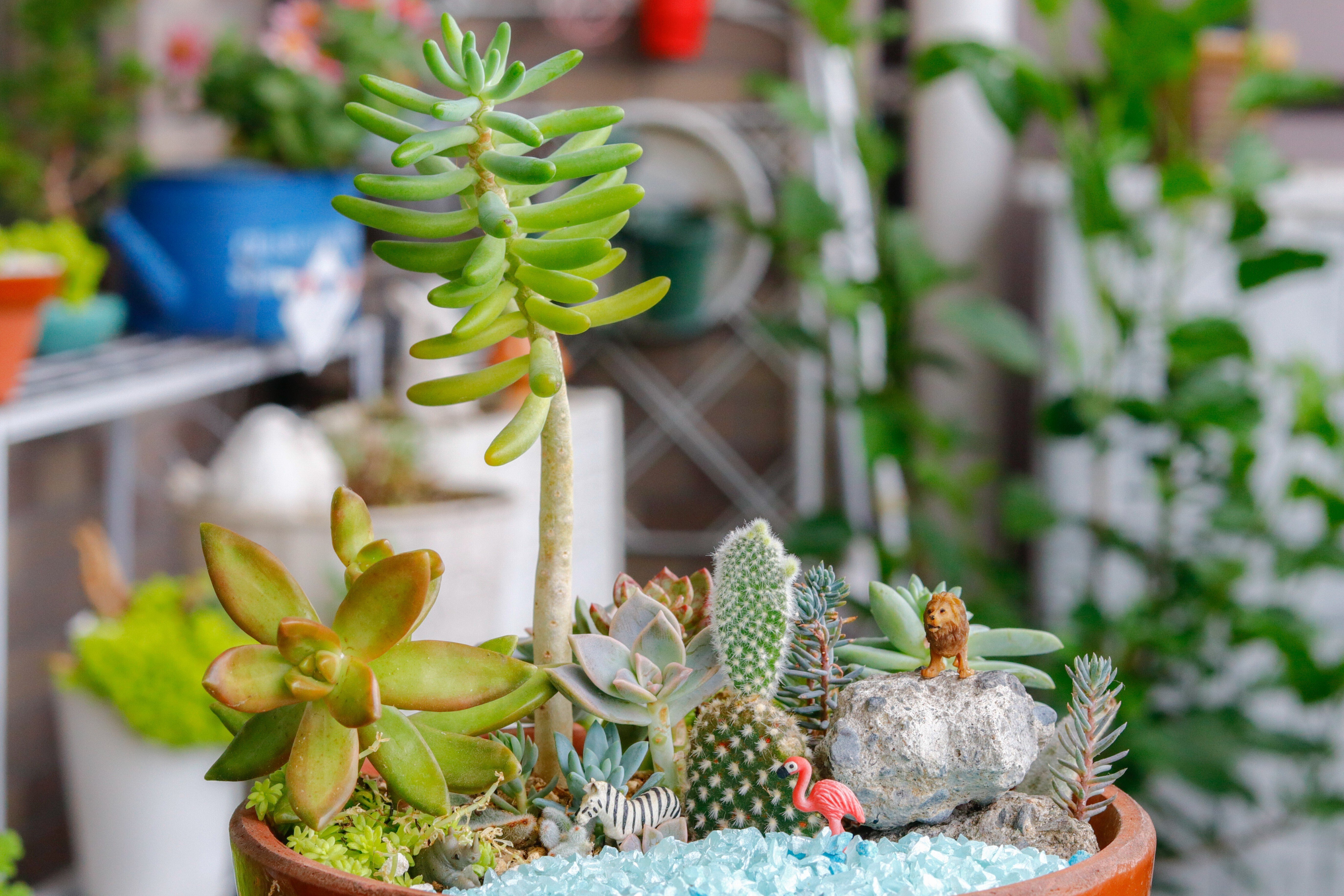 箱庭ミニチュアガーデンがおもしろい｜Jasmin