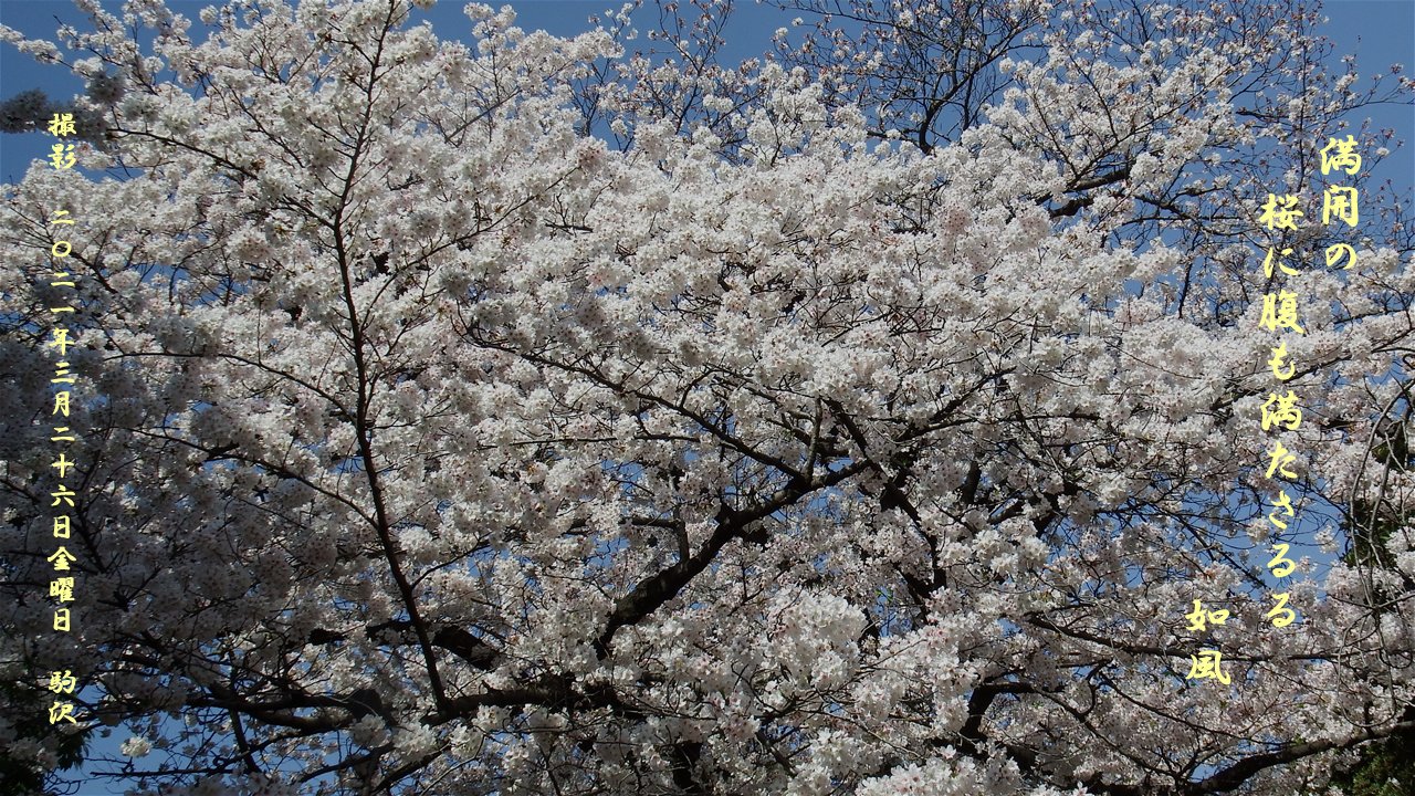 おまとめ二点　大自然　風と桜 思いのまま」 春の暖かさを感じた頃 紅白咲分けの梅が咲き出しま