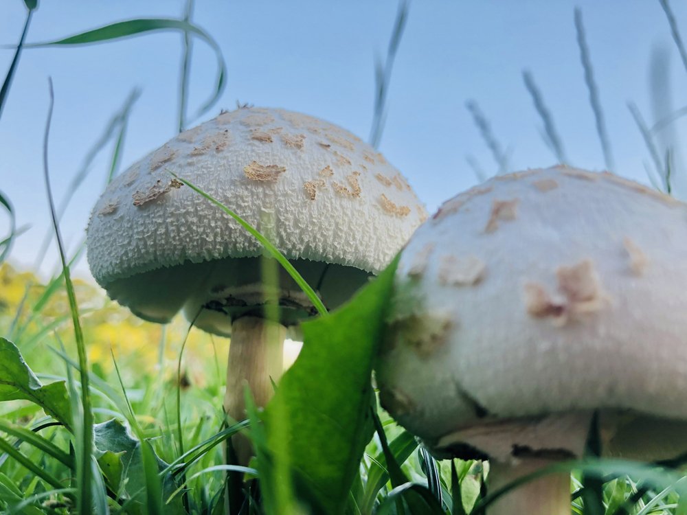 きのこって、こんなに可愛かったっけ？」〜地面に咲く小さな主役たち