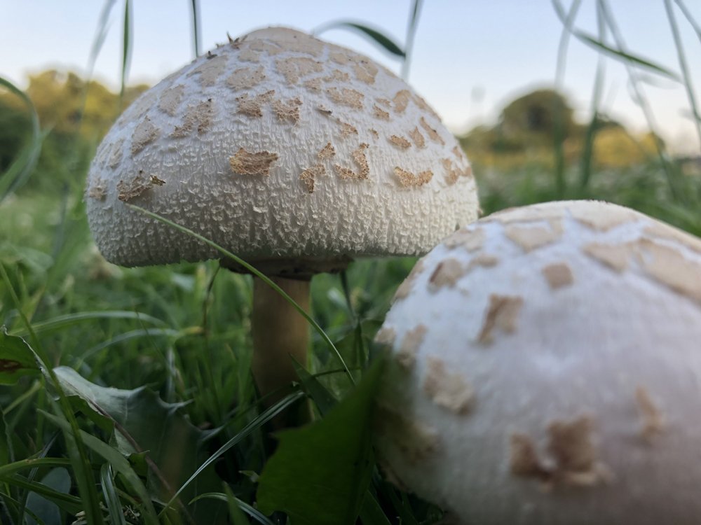 きのこって、こんなに可愛かったっけ？」〜地面に咲く小さな主役たち