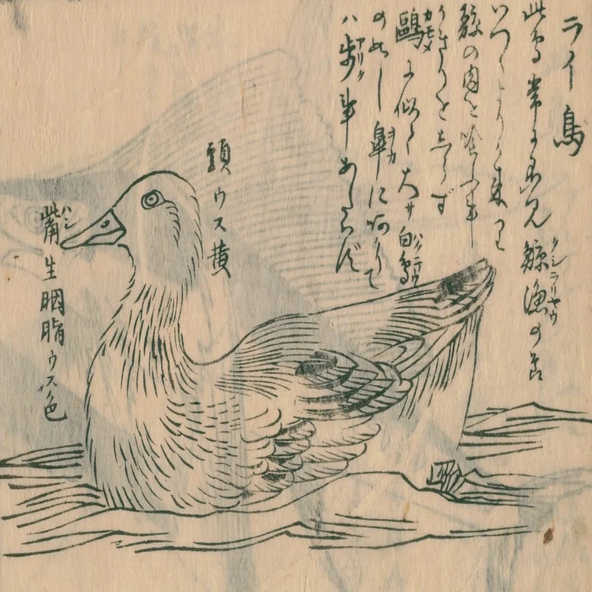 生月島捕鯨】勇魚取絵詞（2）生月御崎沖 座頭子持鯨 剣切図｜mominaina