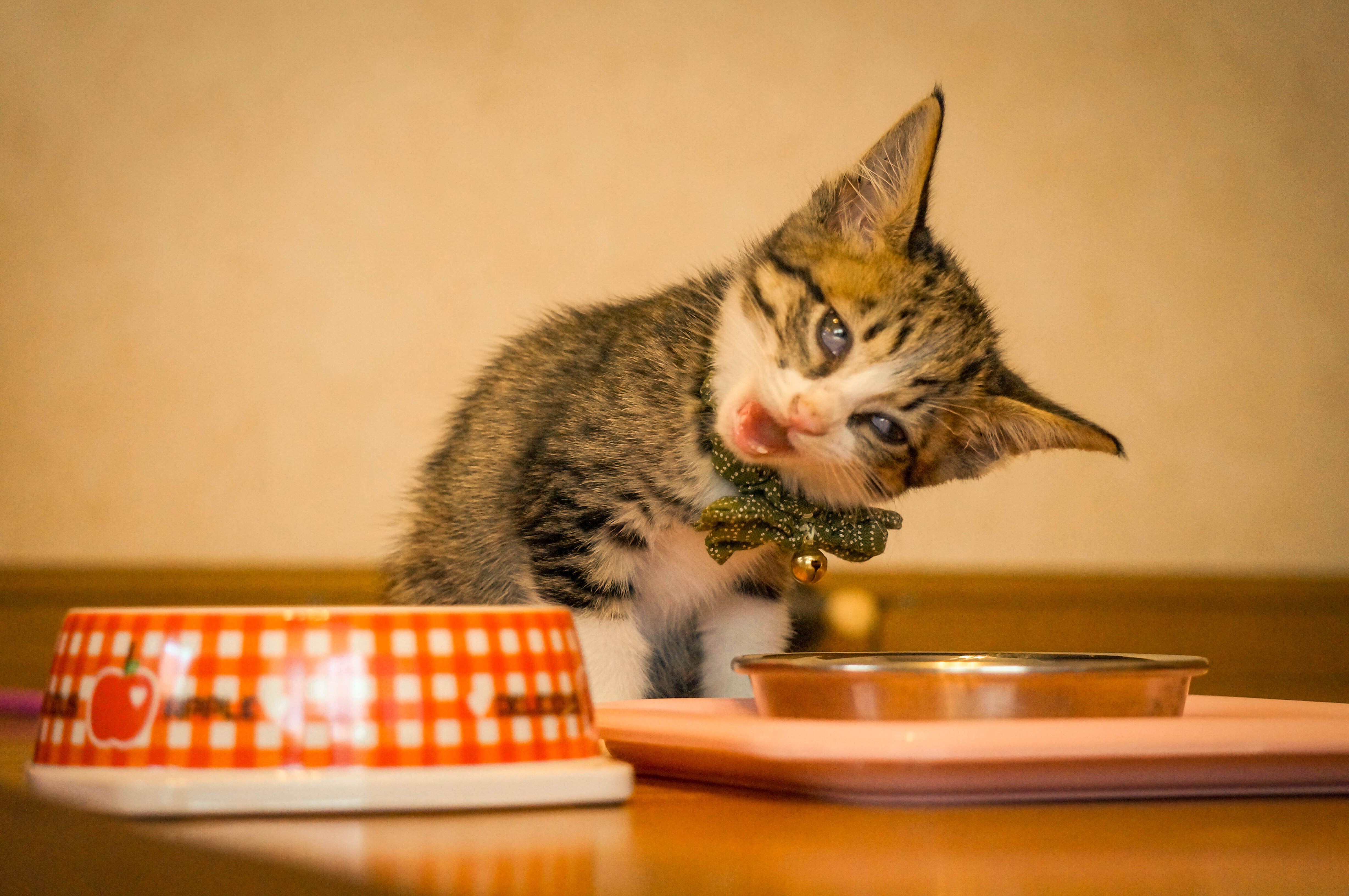 6猫アレルギーだけど、猫と暮らしています｜しっぽのいる日常