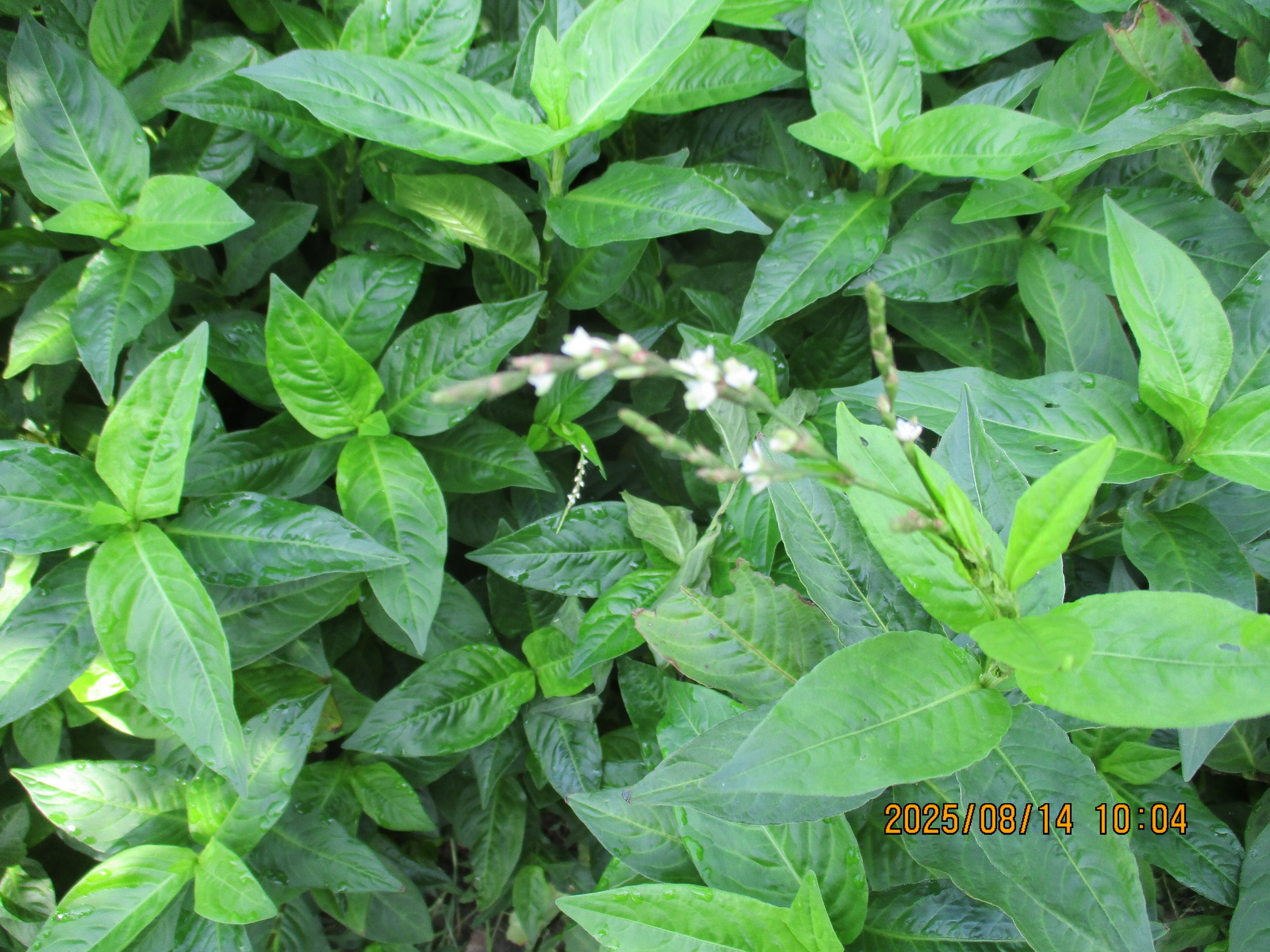 栽培から染色まで藍染めは誰でもできる 藍染めは誰でもできる 栽培から染色まで – 丸善ジュンク堂書店
