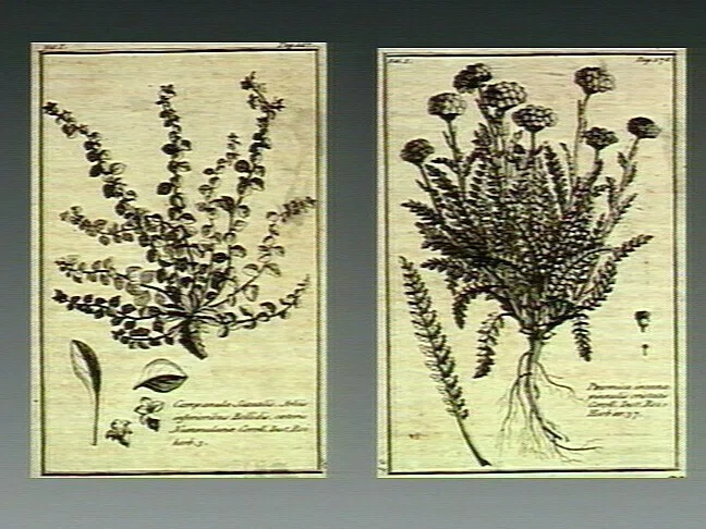 展覧会「英国王立園芸協会（RHS）創立200周年記念 500年の大系