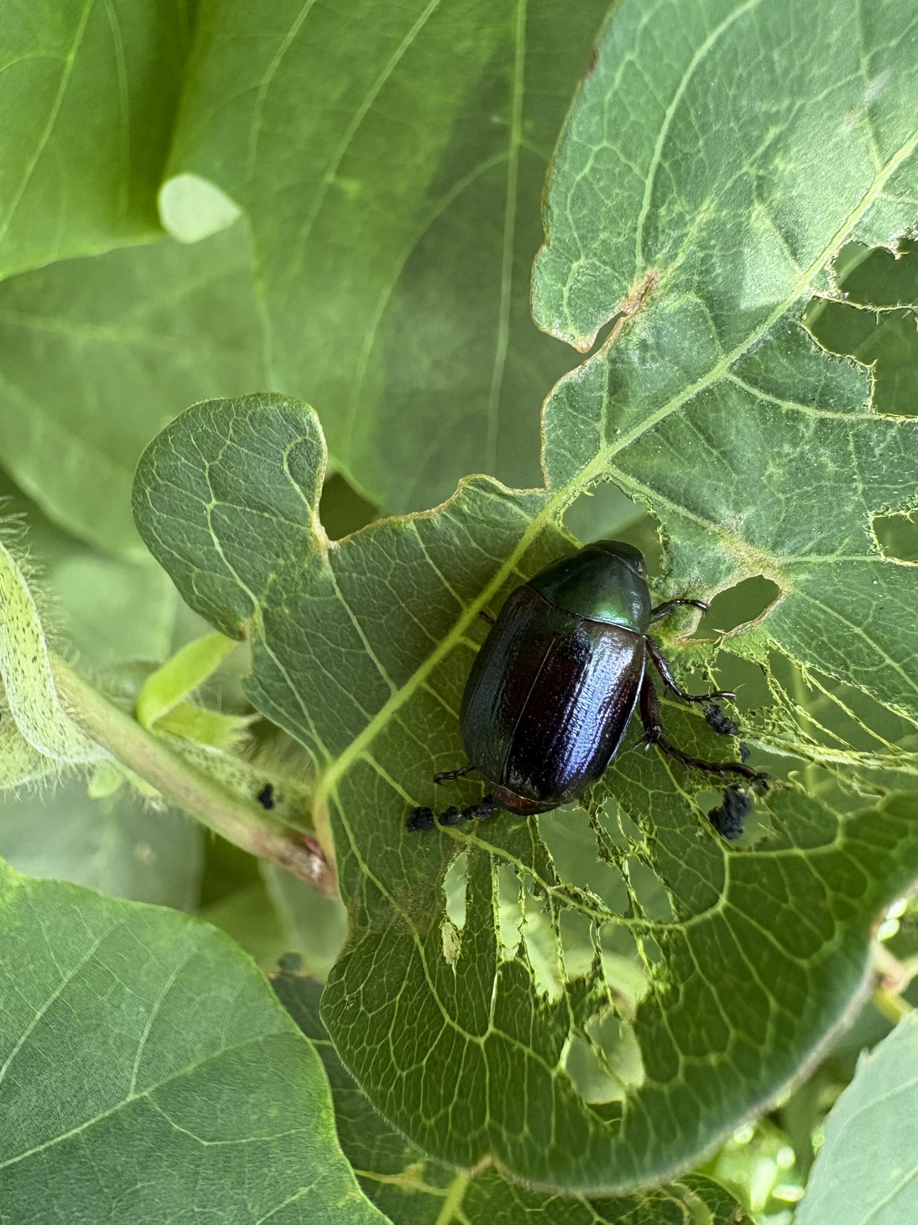 愛のために戦え！筋肉ロボ フェモラータオオモモブトハムシ｜6411radio