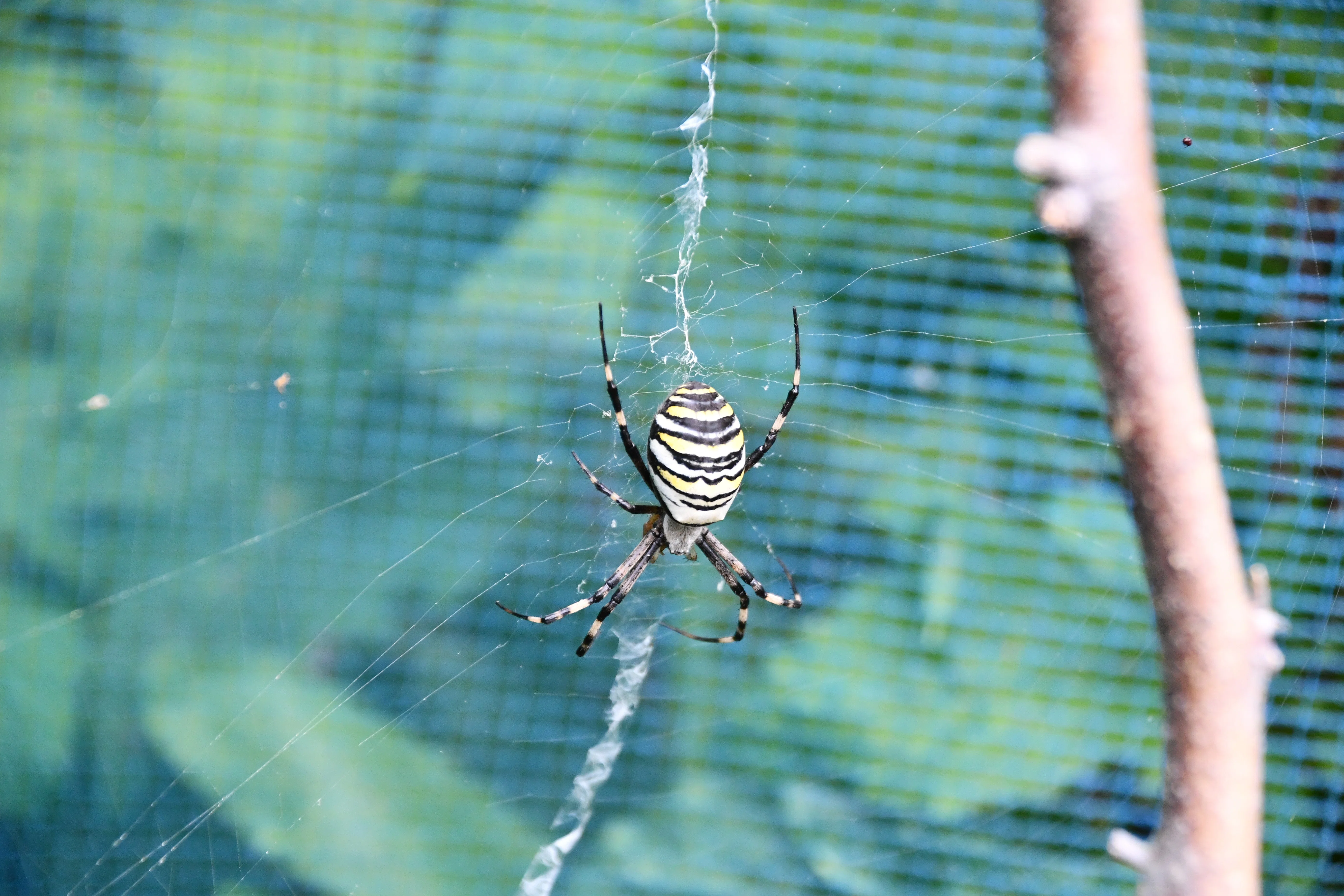 ナガコガネグモ Wasp Spider (Argiope bruennichi)｜MURA Tadasi (村 正)