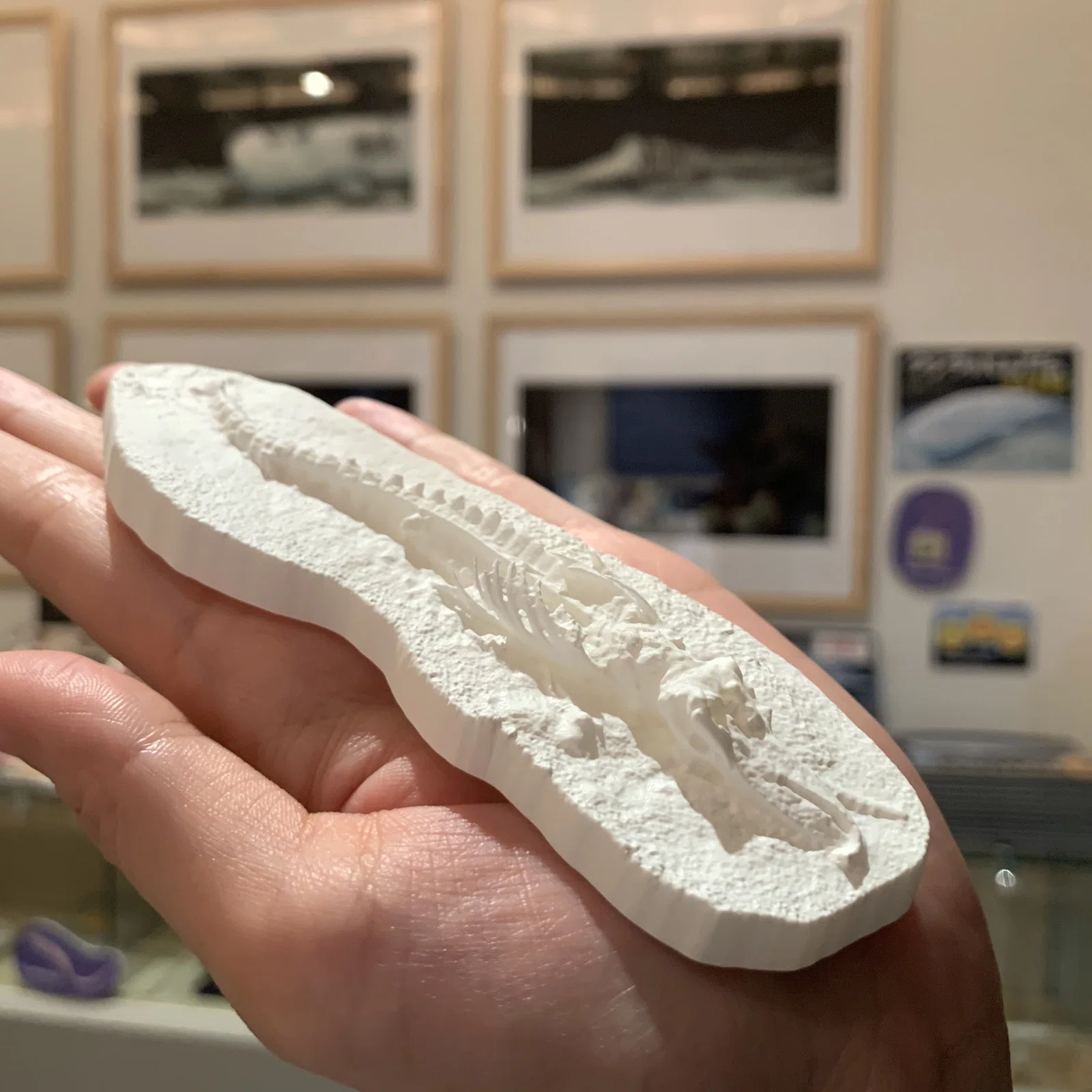 珍品　鯨骨　鯨の骨や髭などで作られた彫刻　　インテリア　オブジェクト　クジラ 絵本「クジラがしんだら」トークイベント＆ 原画展／ 8月23日（土