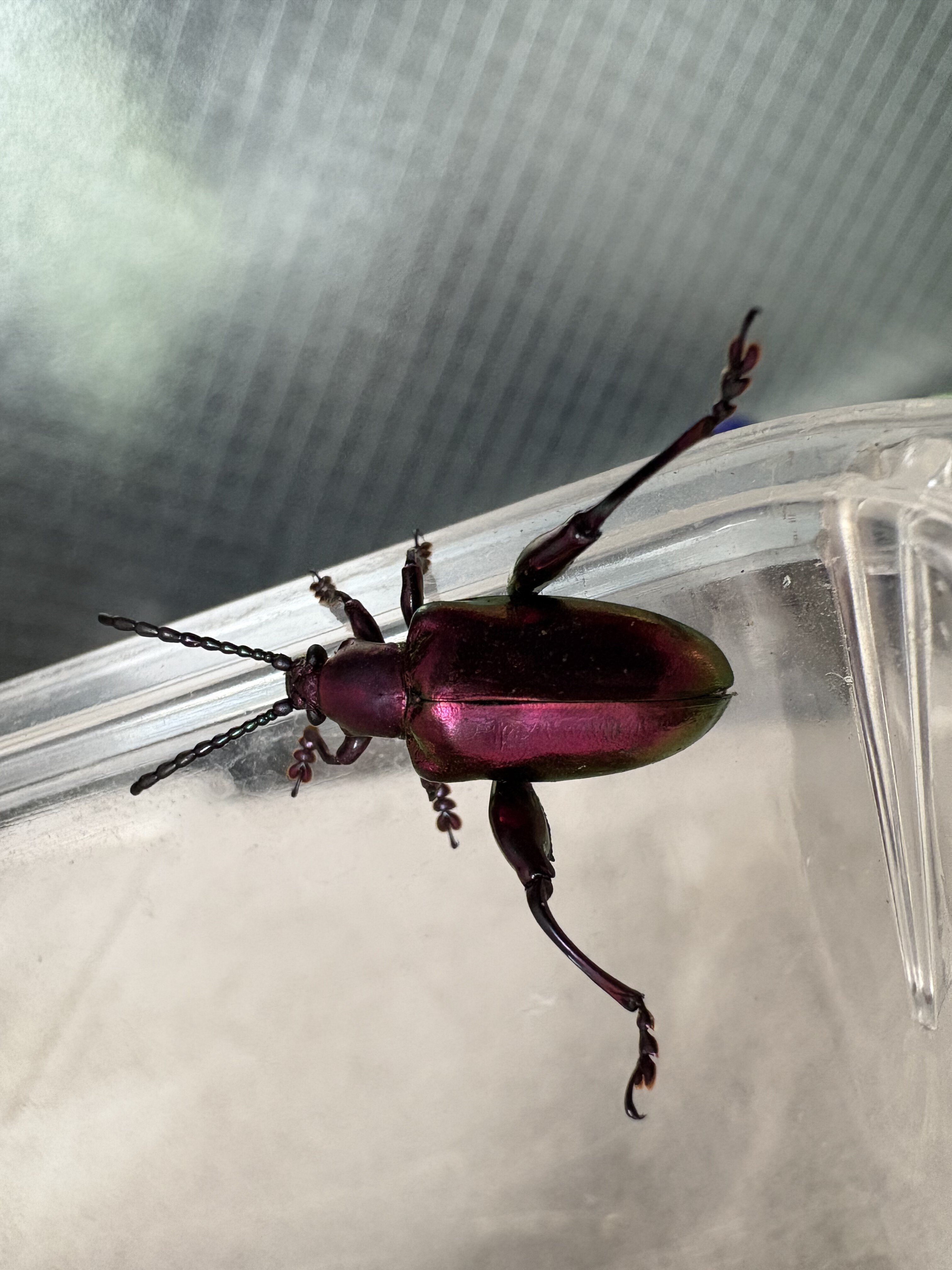 愛のために戦え！筋肉ロボ フェモラータオオモモブトハムシ｜6411radio