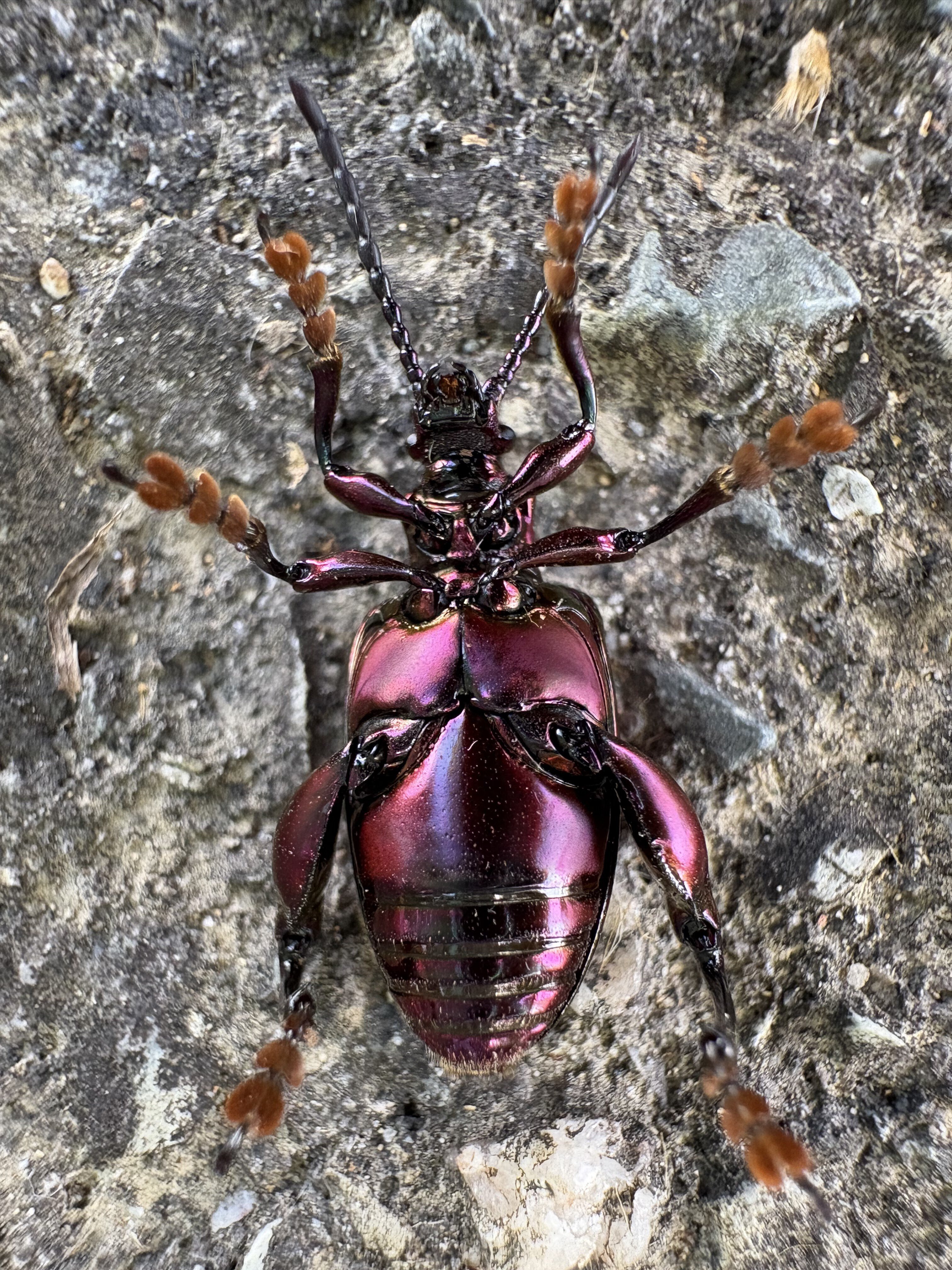 愛のために戦え！筋肉ロボ フェモラータオオモモブトハムシ｜6411radio