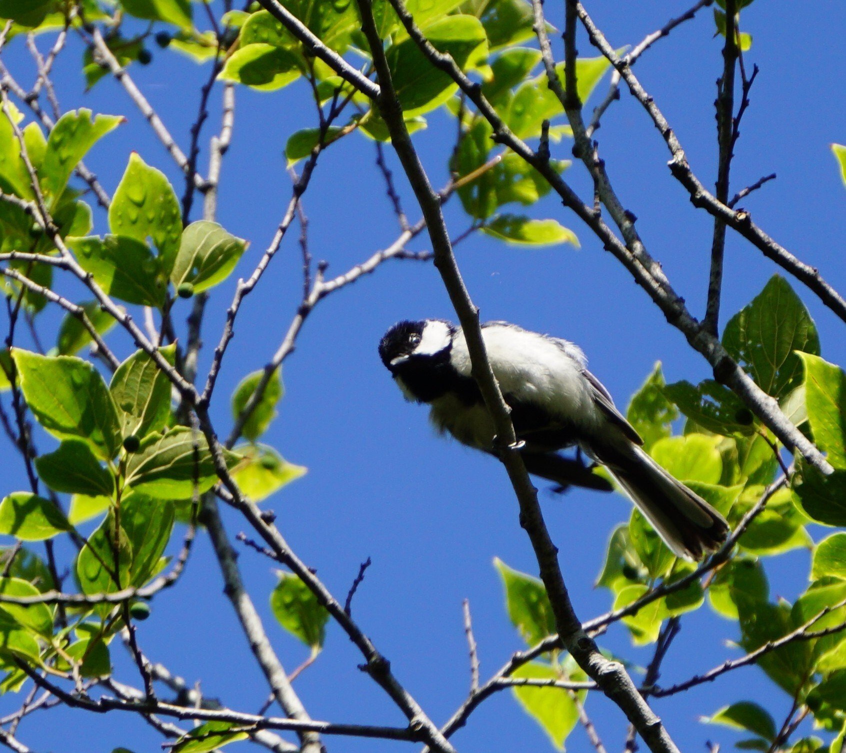 土曜朝9時集合！！ゆるくて深い野鳥観察の世界とは？｜Sansan公式note