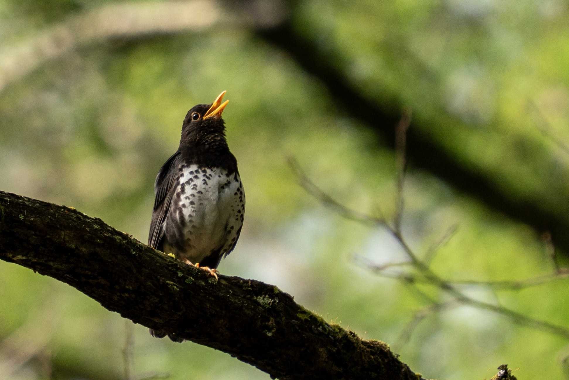 土曜朝9時集合！！ゆるくて深い野鳥観察の世界とは？｜Sansan公式note