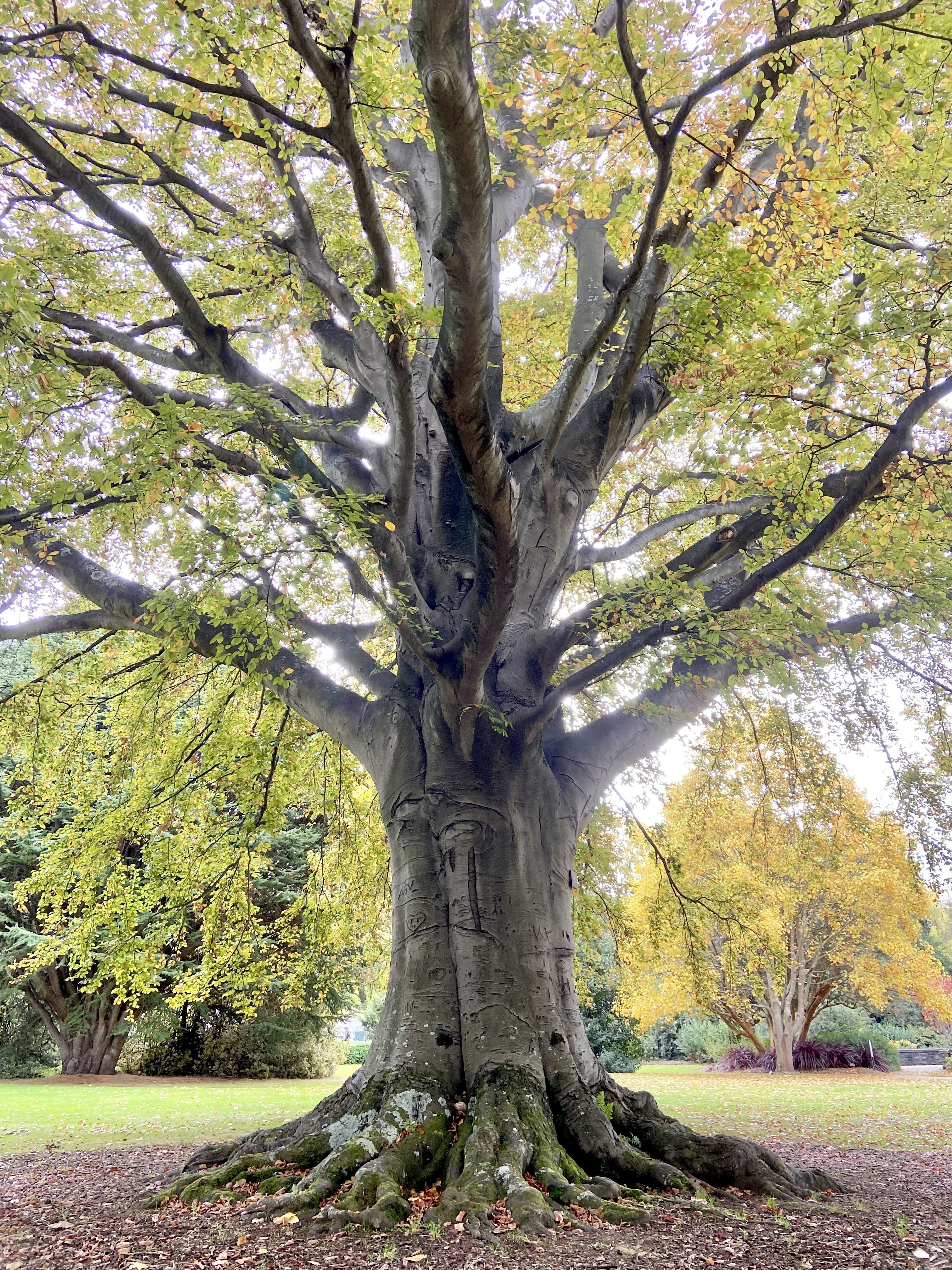 ニュージーランドの住宅街は、なぜ緑が多いのか？ その② 〜寂しさが