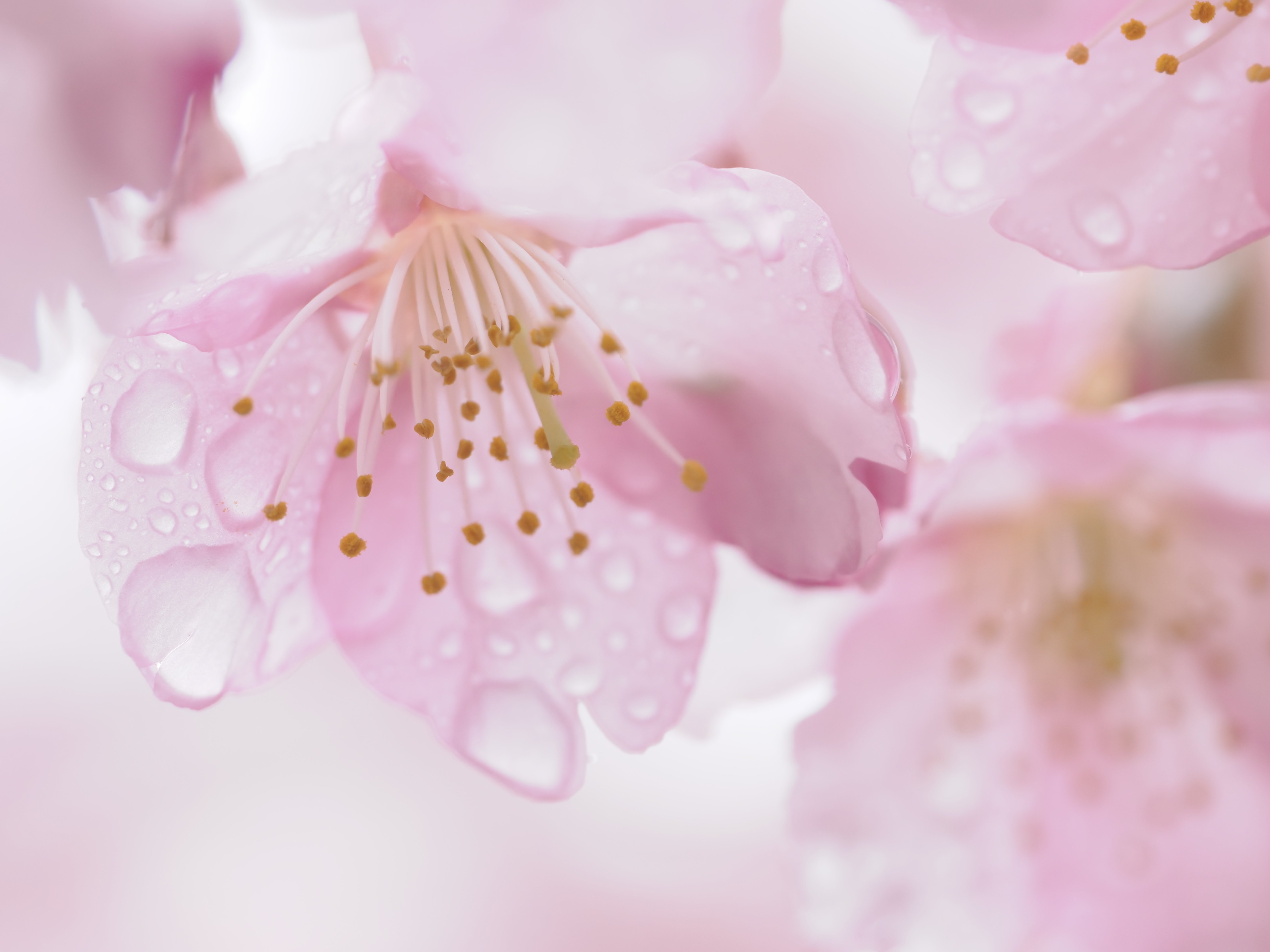 OLYMPUSとPanasonic対応！マクロレンズ！接写！綺麗！花、フィギュア mic21ダイビングショップ[ OM SYSTEM ] M.ZUIKO DIGITAL ED 60mm