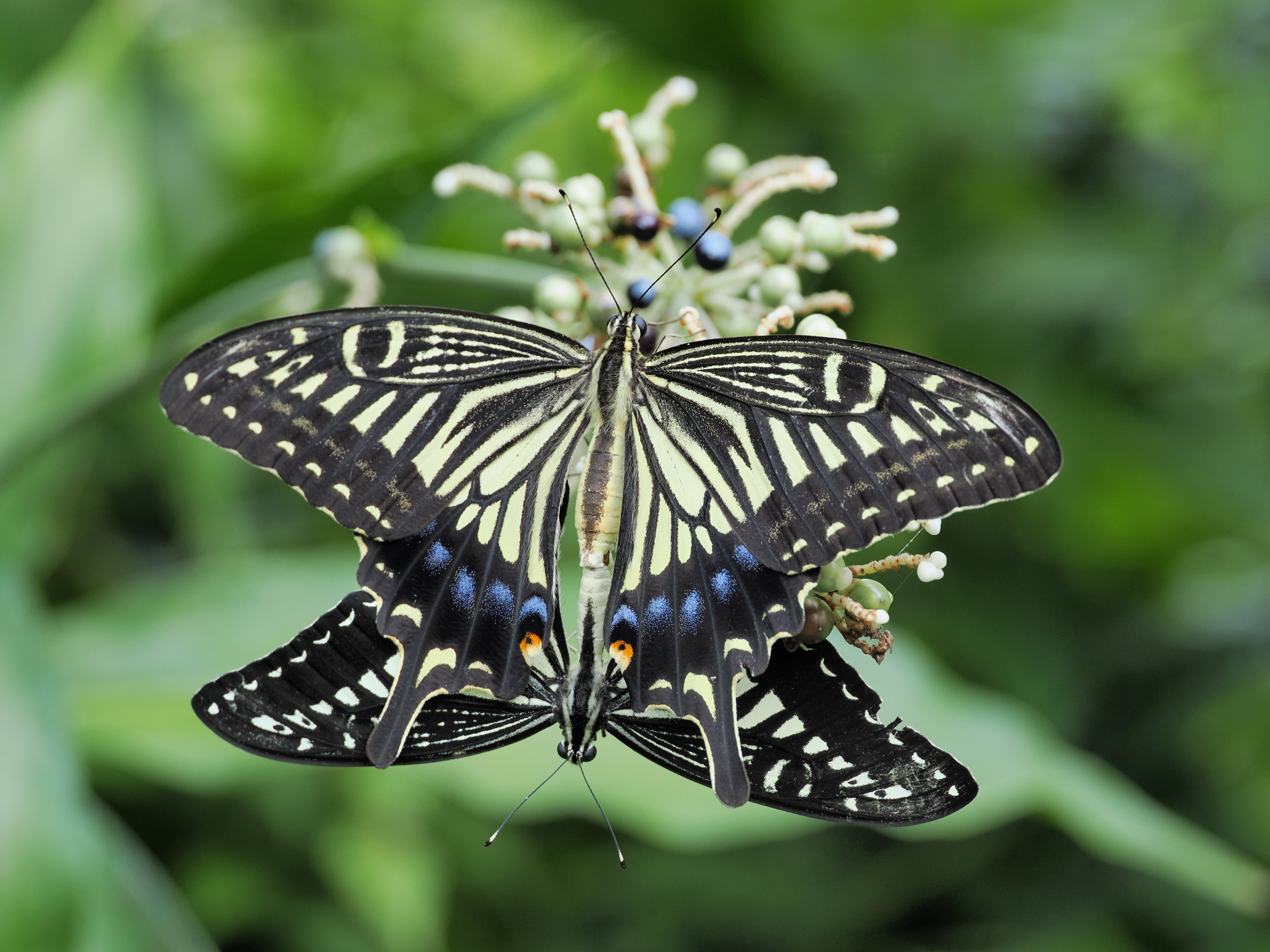 小さな世界をのぞいてみよう！ #05 3種類のマクロレンズを使いこなそう