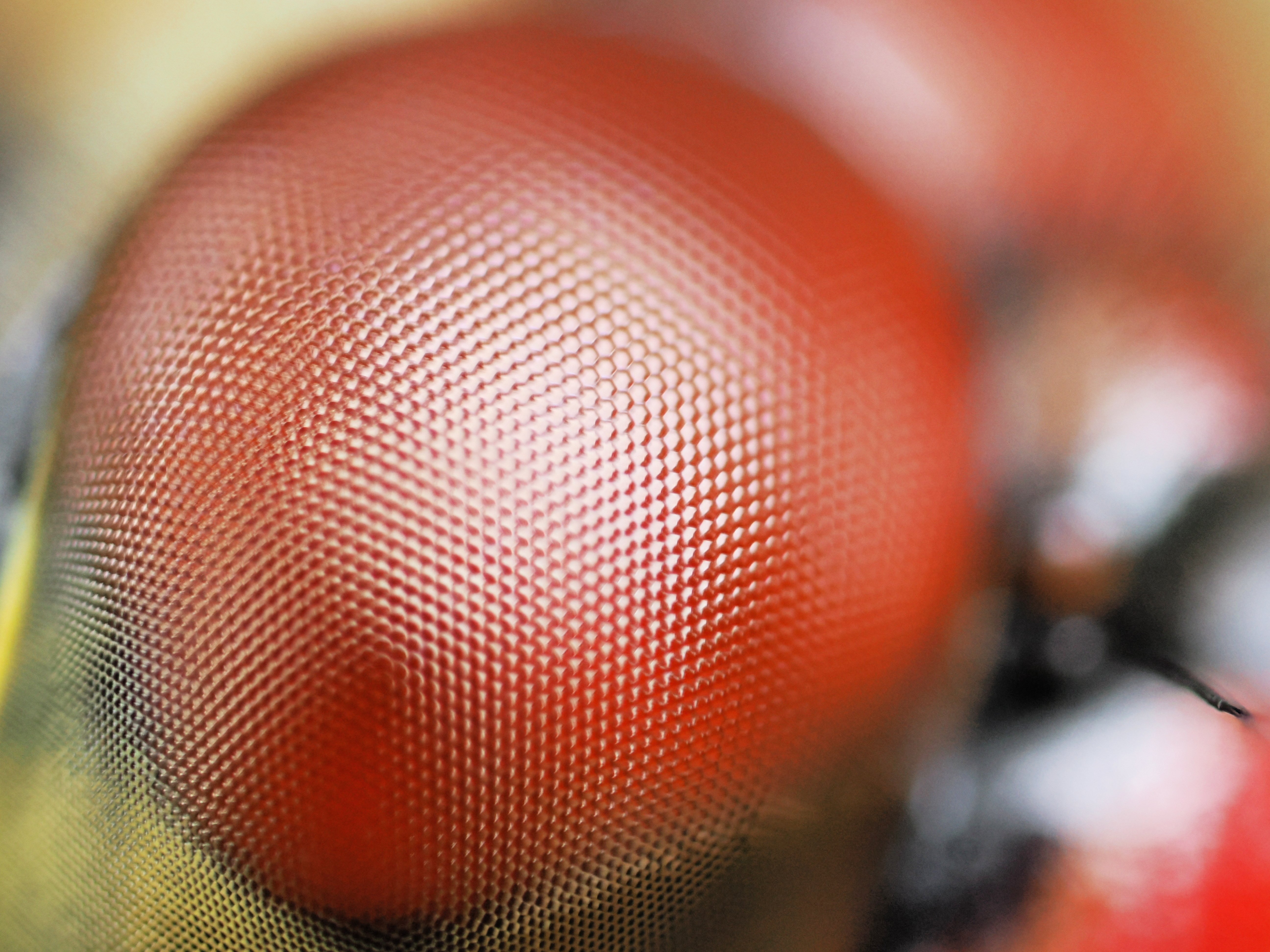 小さな世界をのぞいてみよう！ #05 3種類のマクロレンズを