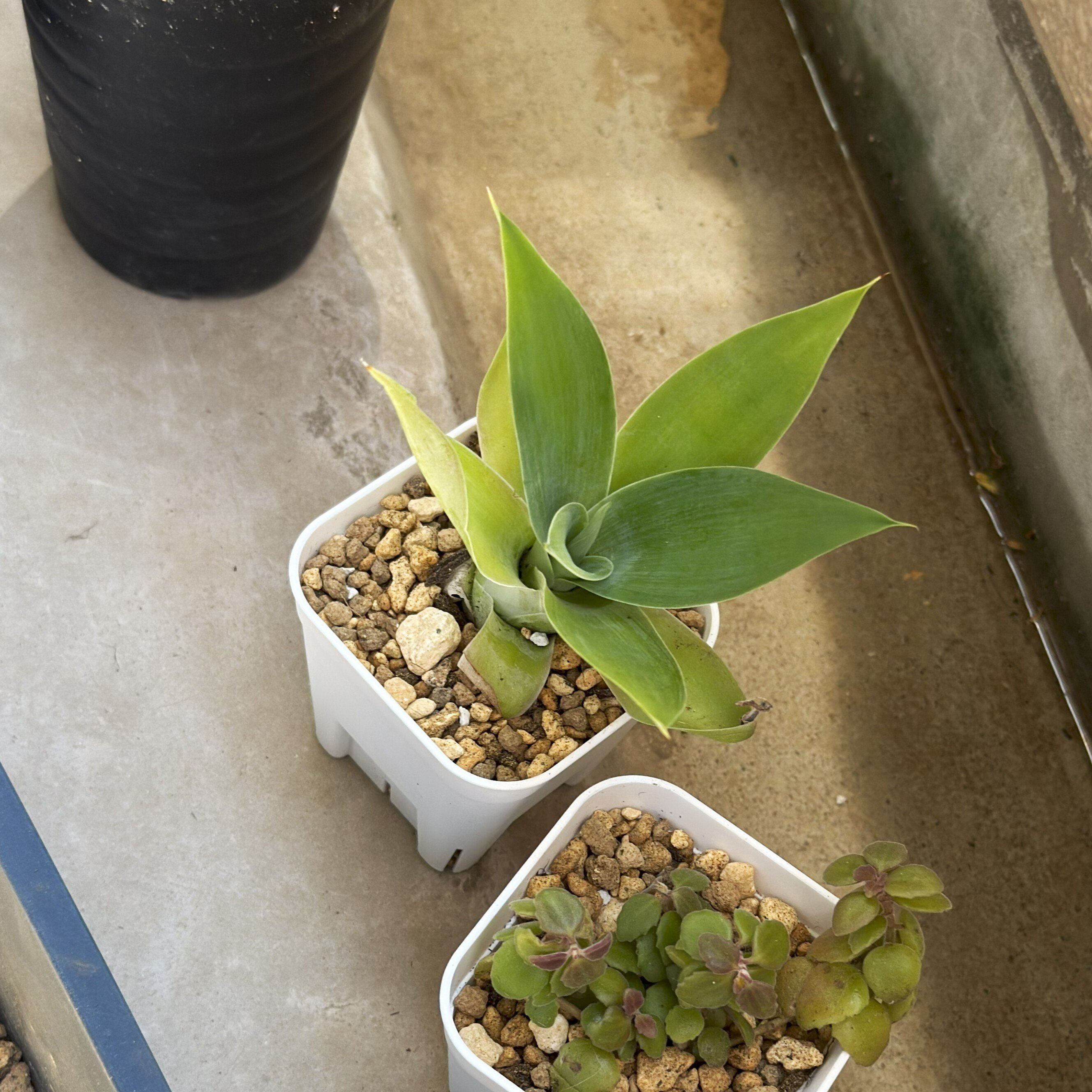 【良好】アガベ アテナータ 大株 楽天市場】アガベ（アテナータ）幹上がり 10号 プラスチック鉢 約130cm