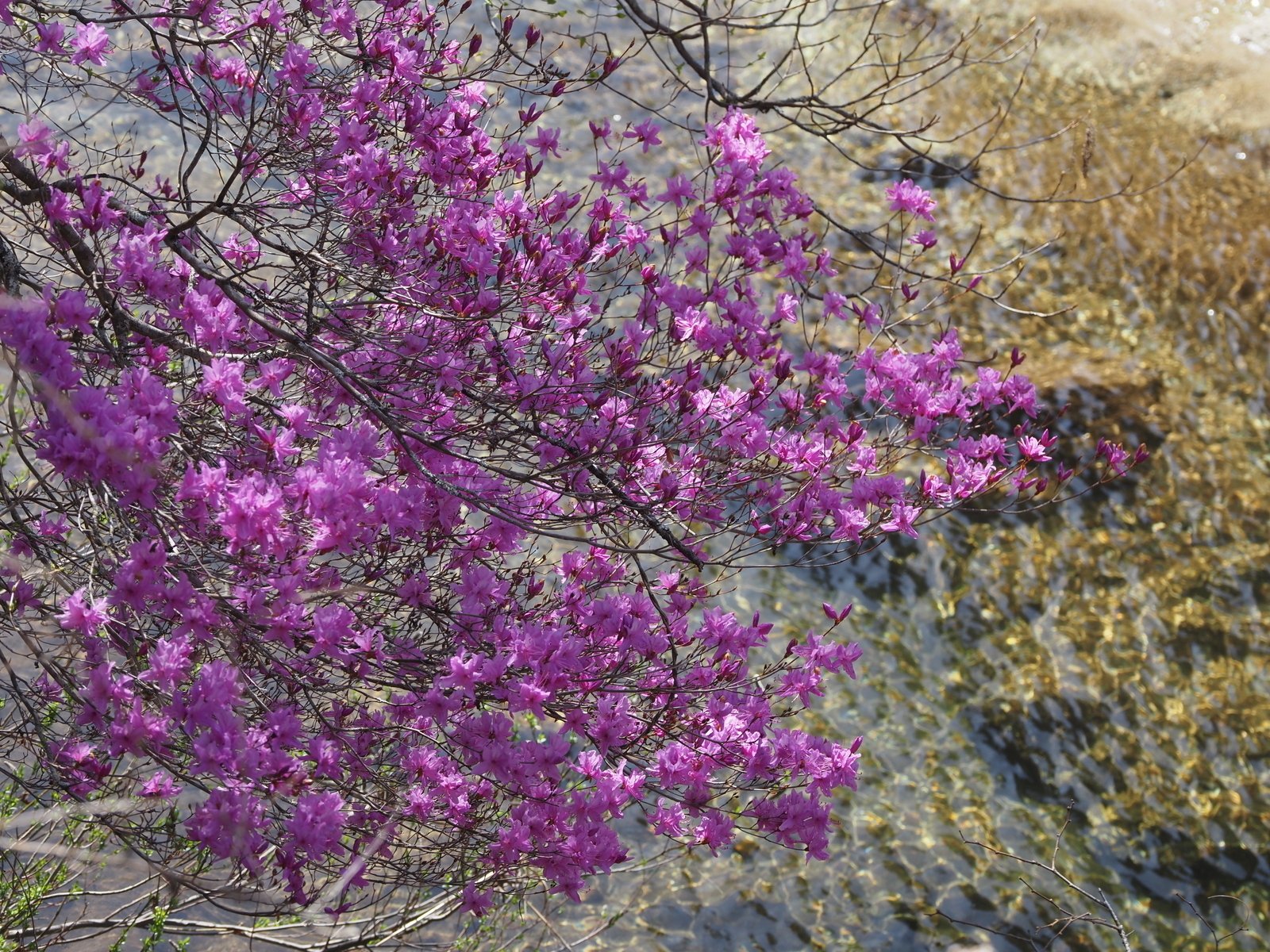 141．達原渓谷の自然樹形のホンミツバツツジ｜sasayan