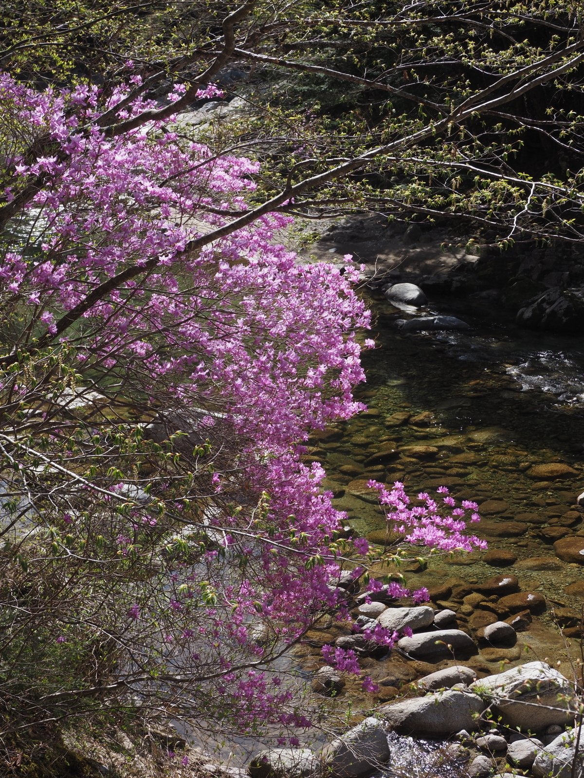 141．達原渓谷の自然樹形のホンミツバツツジ｜sasayan