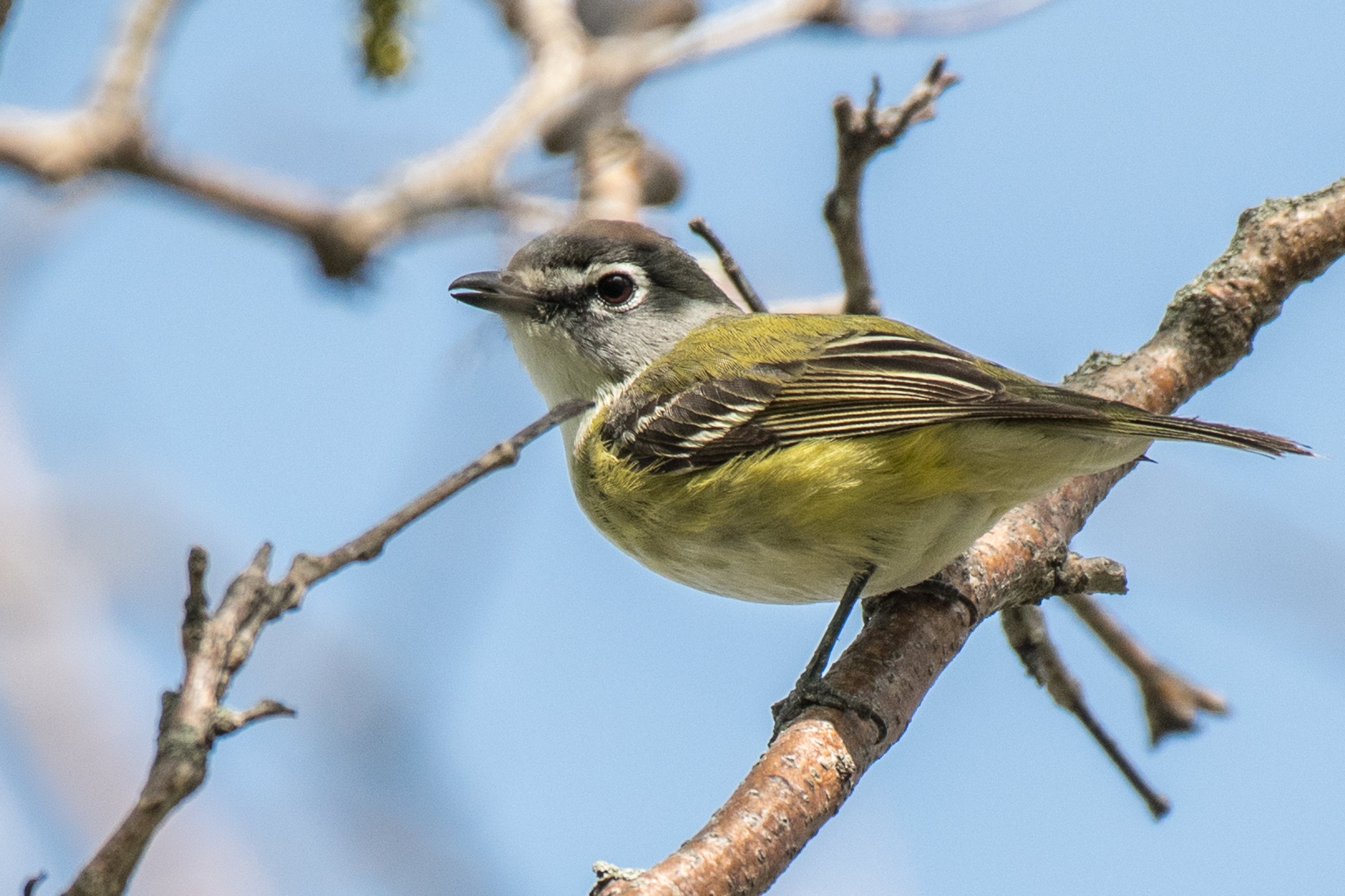 シカゴでバードウォッチング！】 Blue-headed Vireo｜ローリー